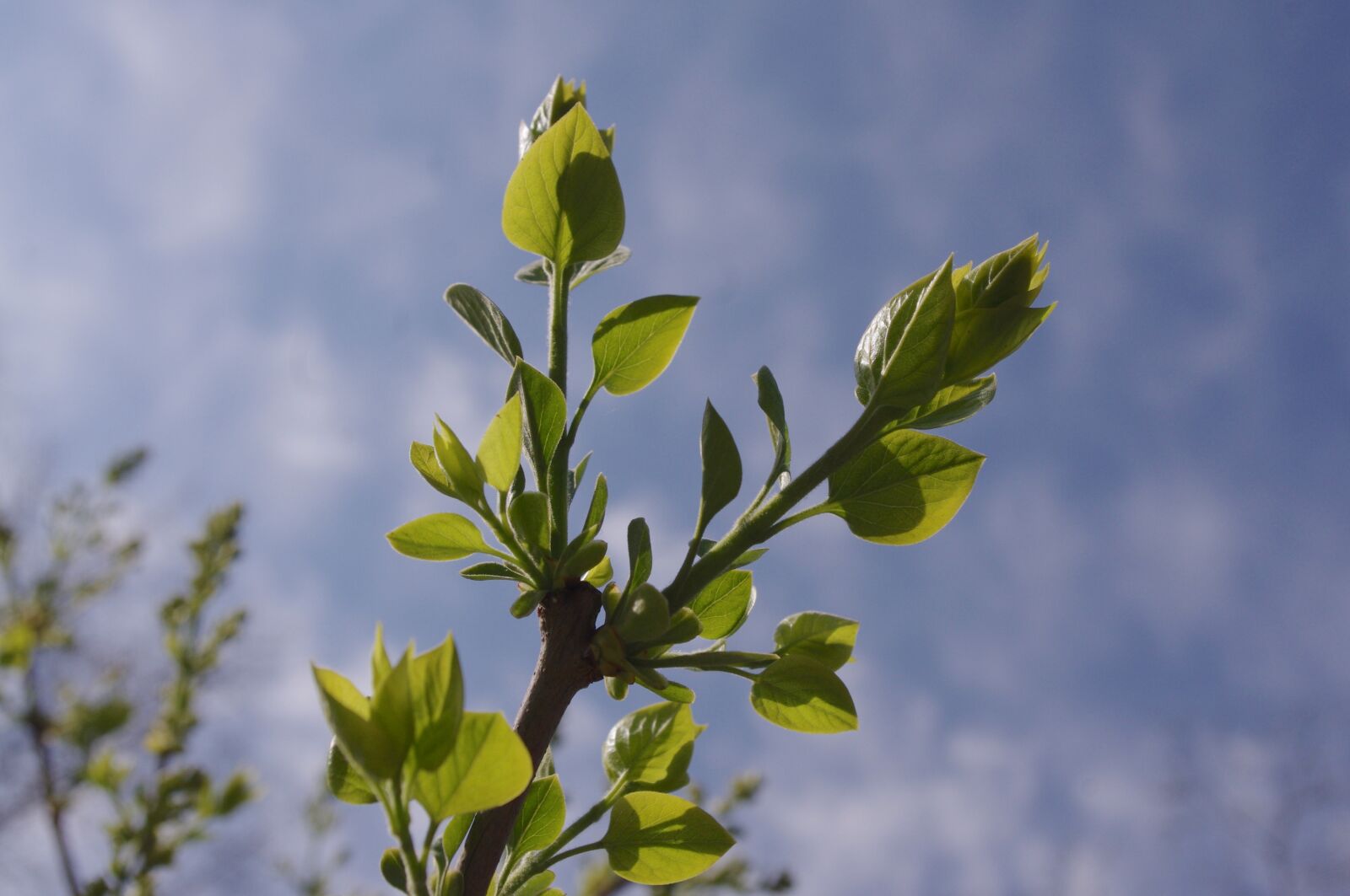Pentax K-r sample photo. Verdure, leaves, lilac photography