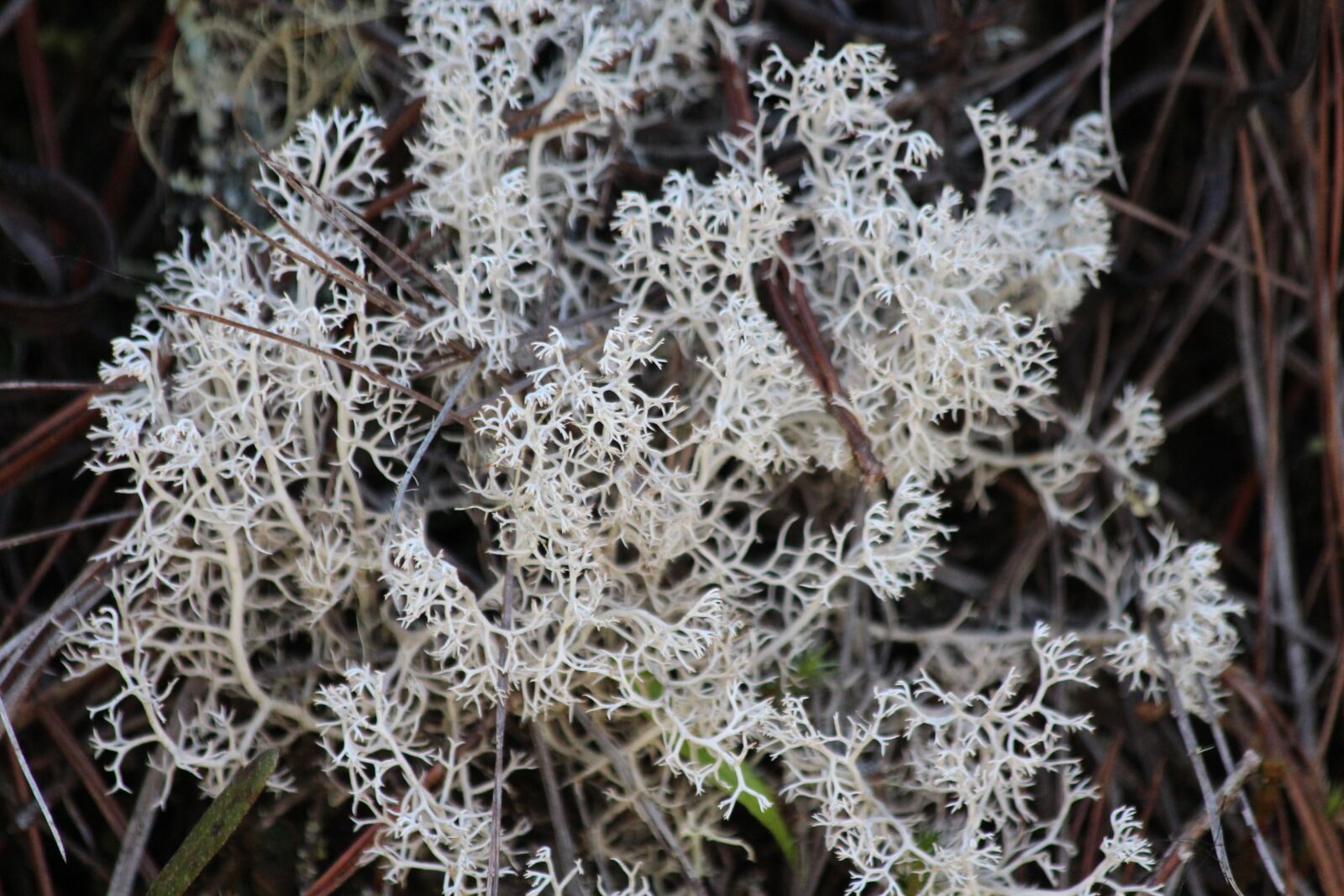 Canon EOS 650D (EOS Rebel T4i / EOS Kiss X6i) sample photo. Lichen, mushroom, forest photography