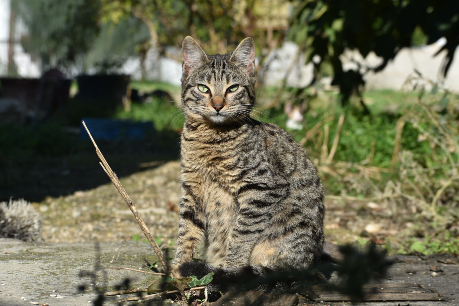 Nikon D5600 sample photo