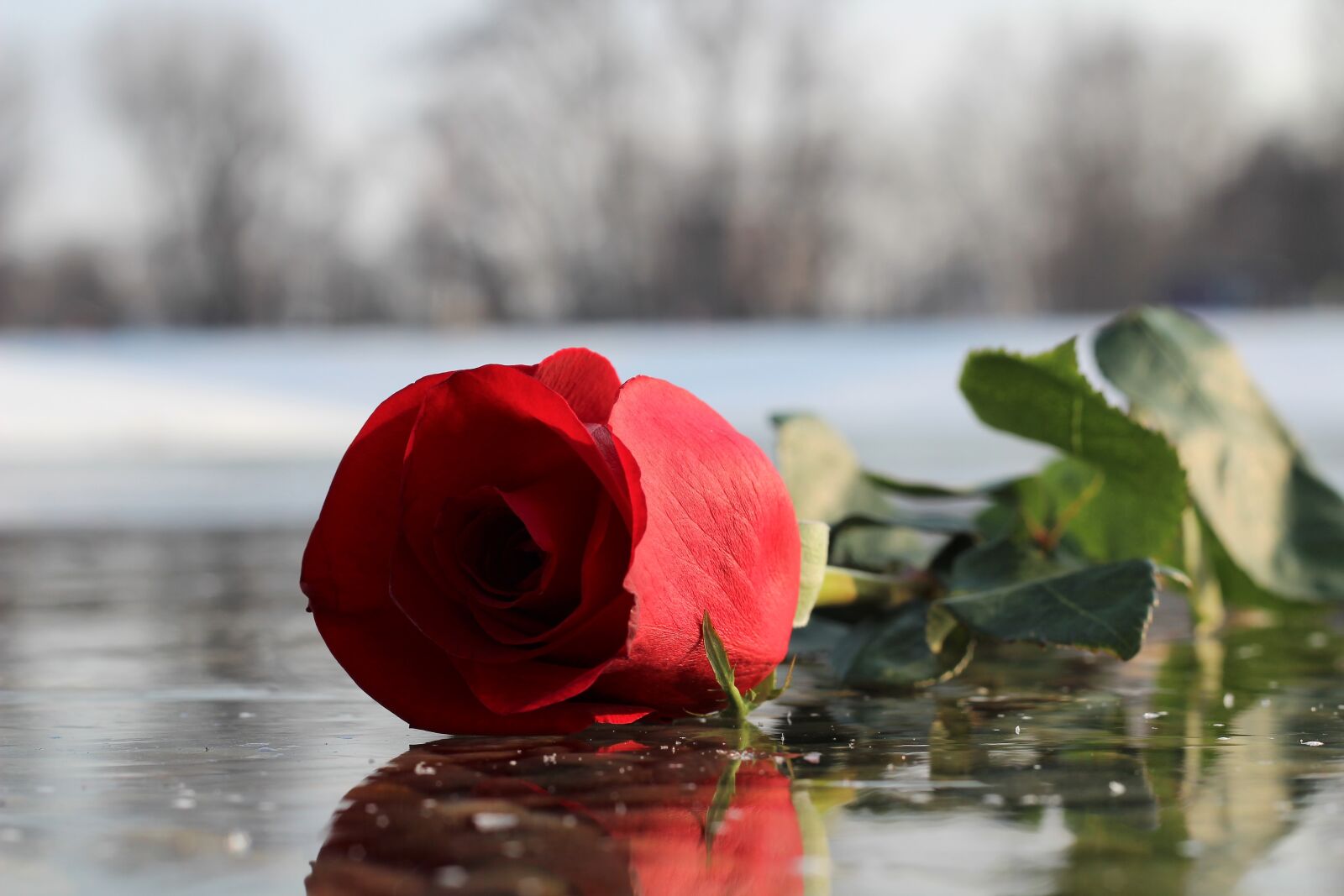 Canon EOS 600D (Rebel EOS T3i / EOS Kiss X5) + Canon EF 50mm F1.8 II sample photo. Red rose on ice photography