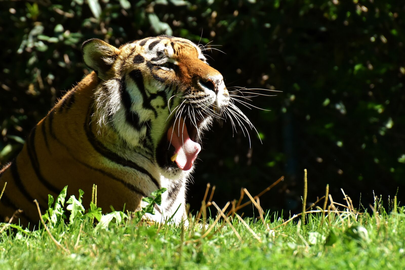 Nikon D7200 sample photo. Tiger, predator, fur photography