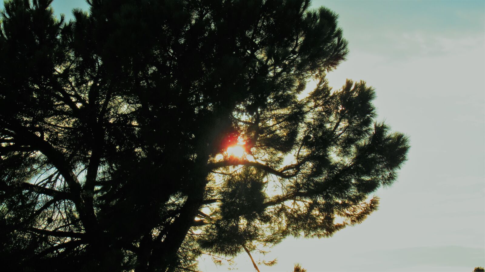 Canon PowerShot SX620 HS sample photo. Pine, tree, cone photography