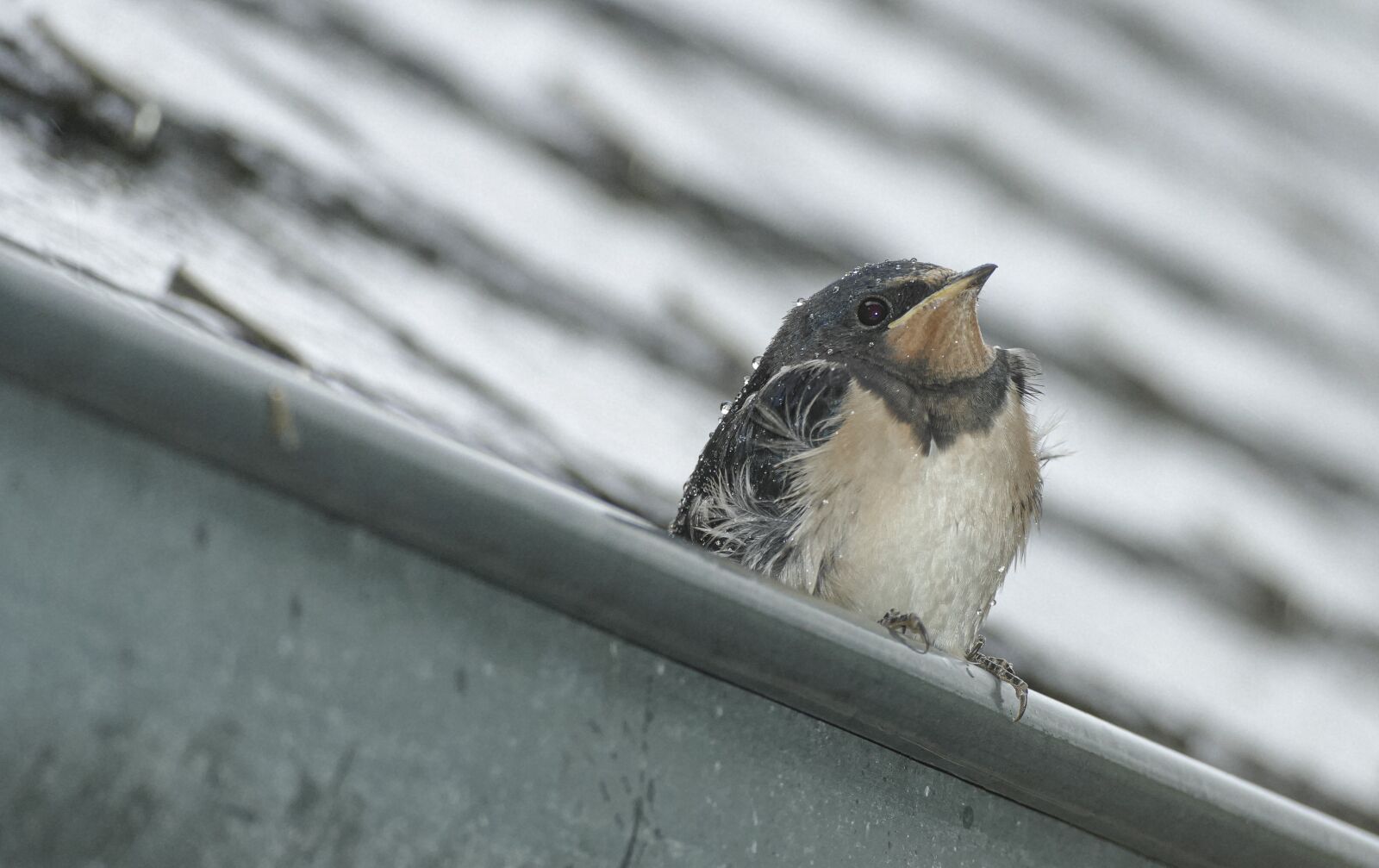 Panasonic Lumix DMC-FZ1000 sample photo. Babybird, nature, wildlife photography