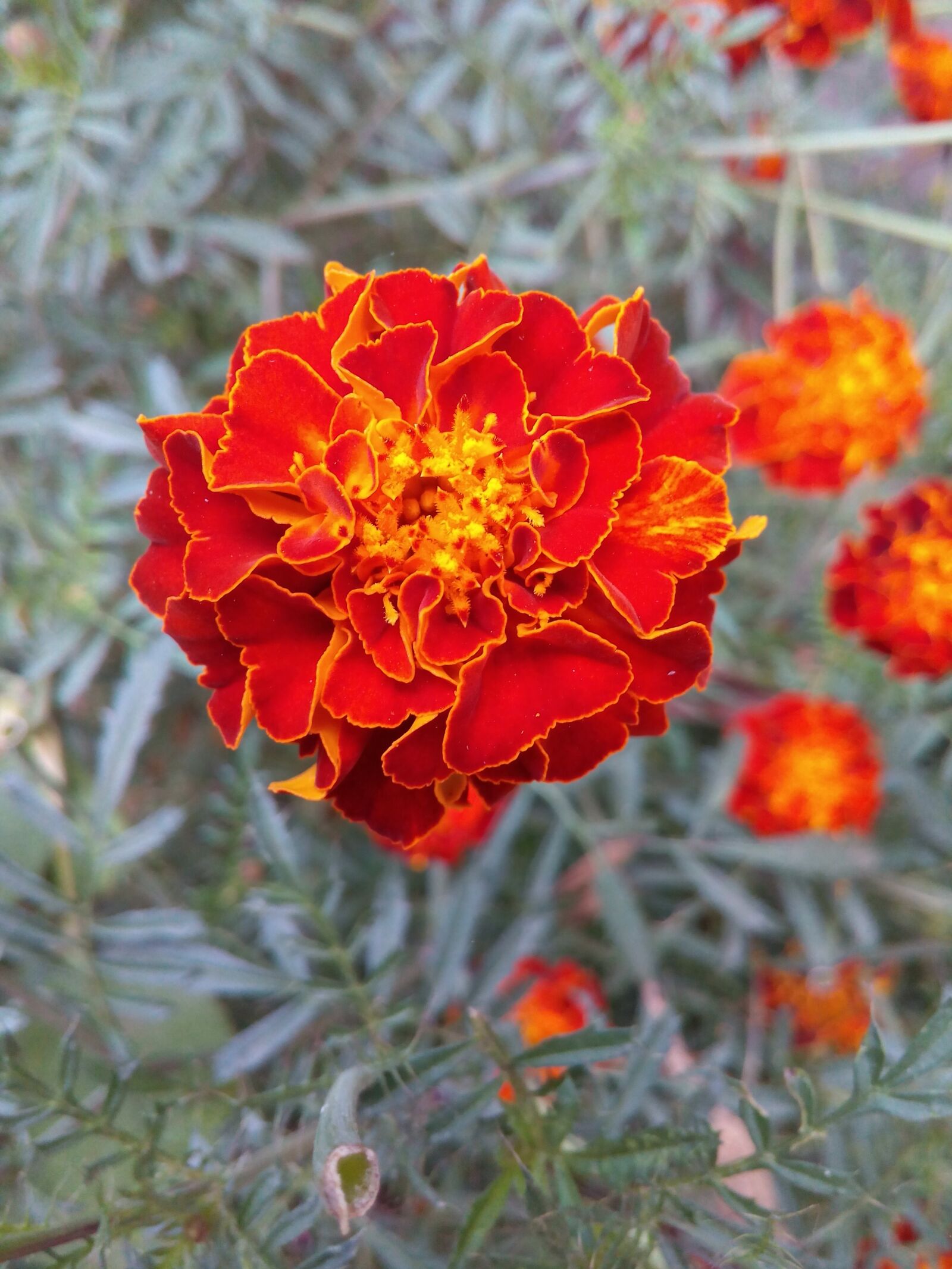 Micromax Canvas Spark sample photo. Flower, marigold, orange photography