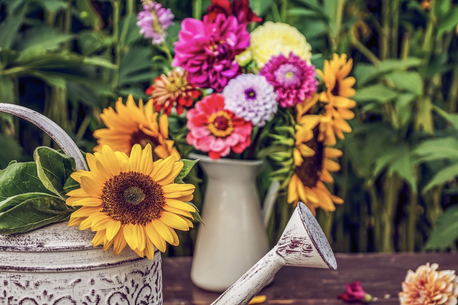 Sony DT 18-135mm F3.5-5.6 SAM sample photo. Flowers, sunflower, summer photography