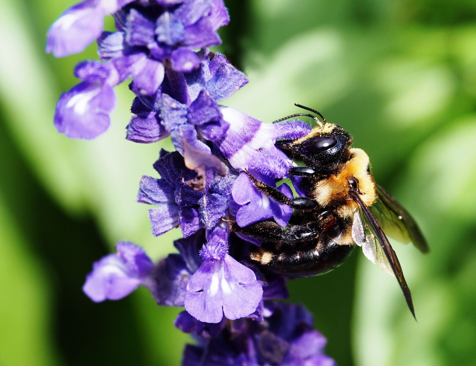 Olympus OM-D E-M10 II sample photo. Nature, flower, insect photography