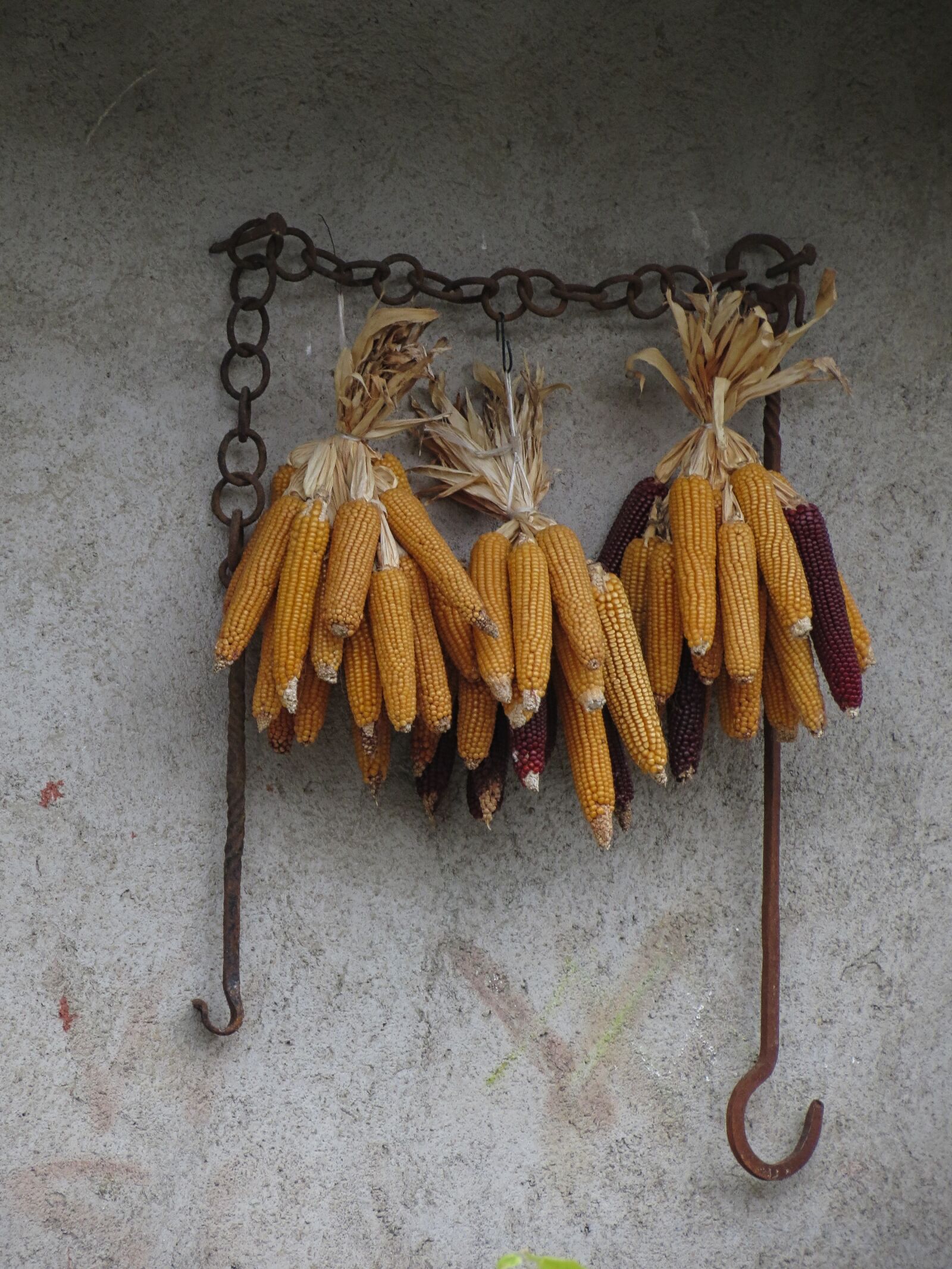 Canon PowerShot SX40 HS sample photo. Maize, grains, crops photography