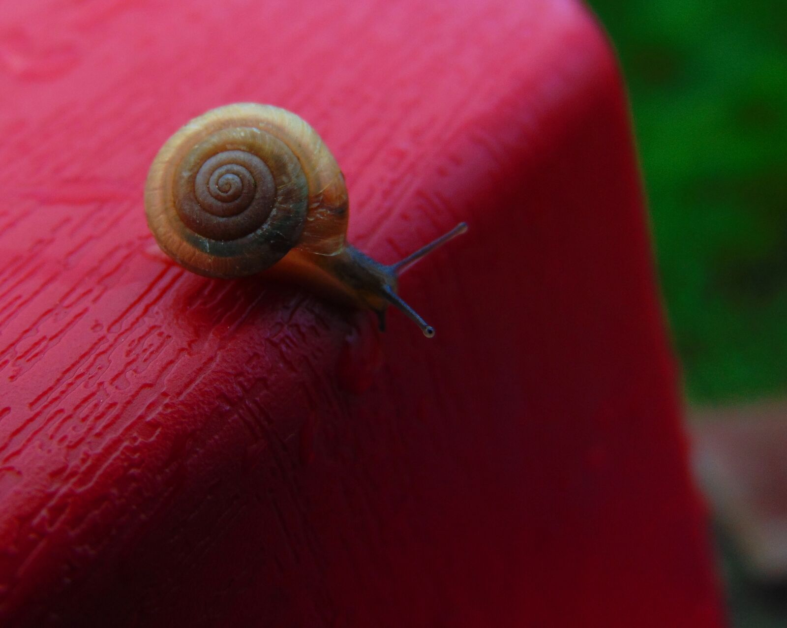 Sony Cyber-shot DSC-H300 sample photo. Insects, snail, shell photography