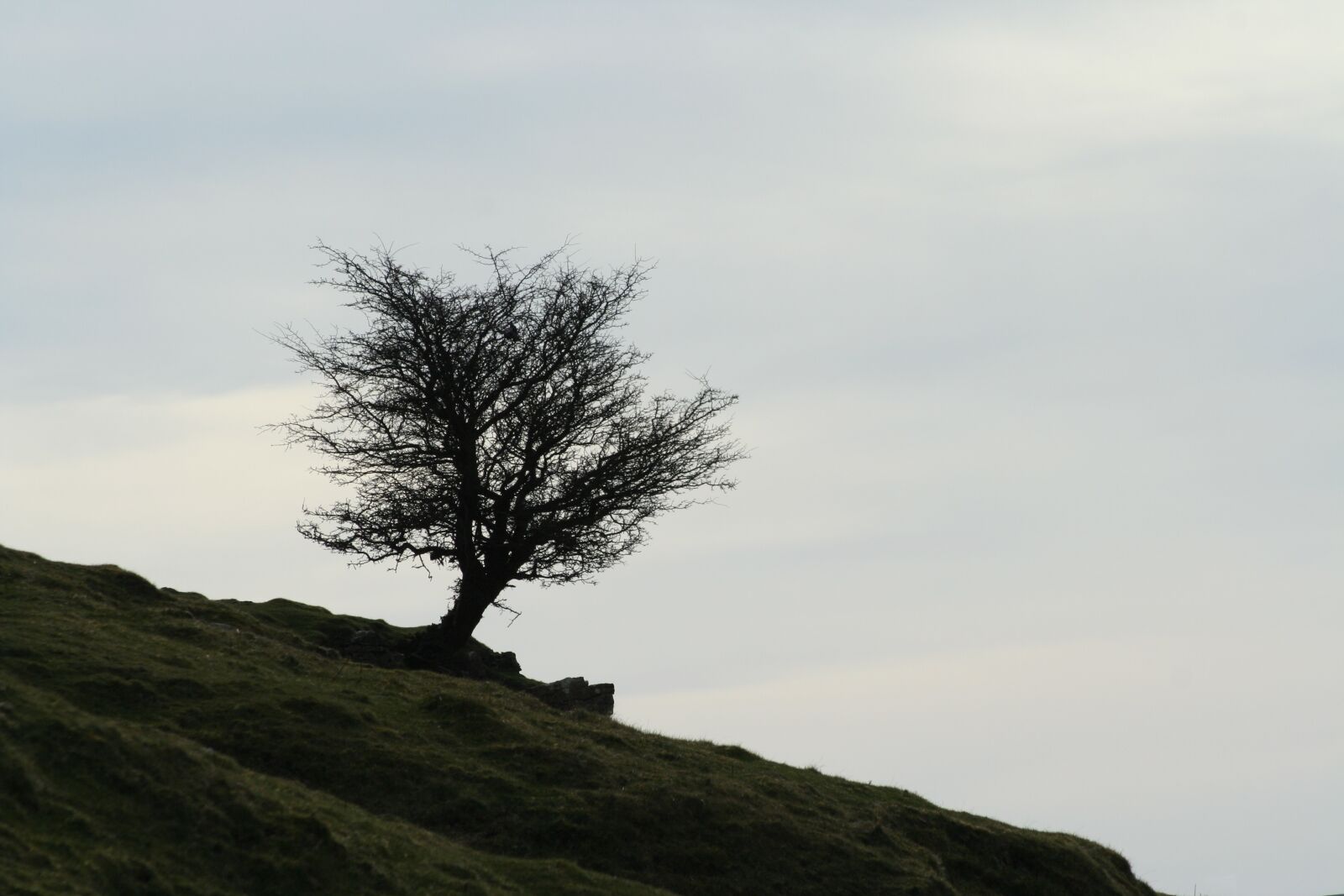 Canon EOS 350D (EOS Digital Rebel XT / EOS Kiss Digital N) sample photo. Tree, hill, wales photography