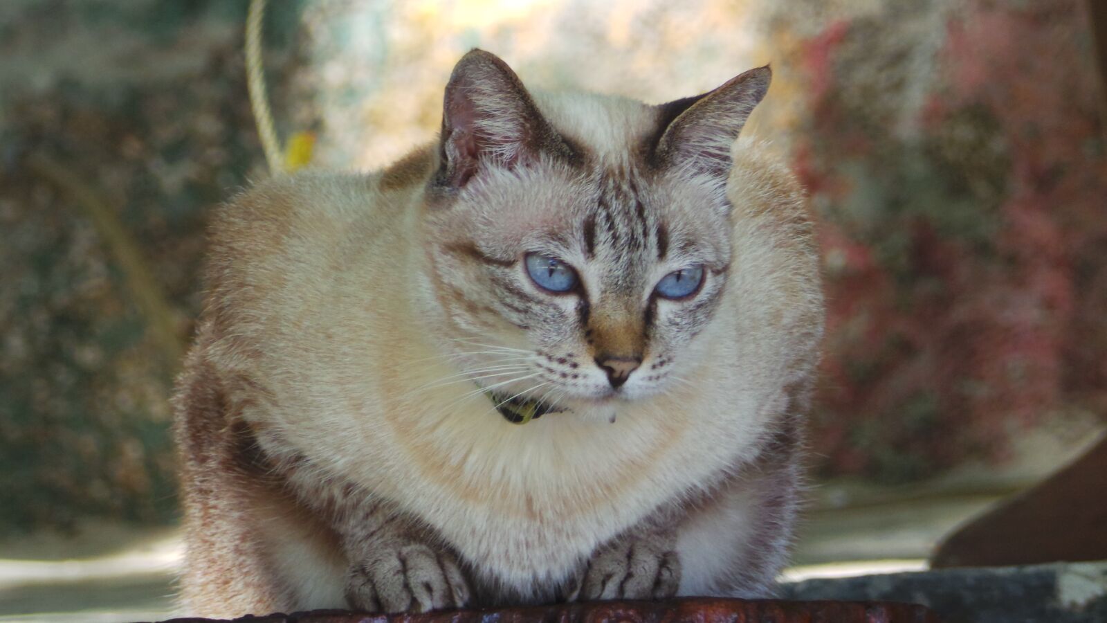 Samsung EK-GC100 sample photo. Cat, pet, animal photography