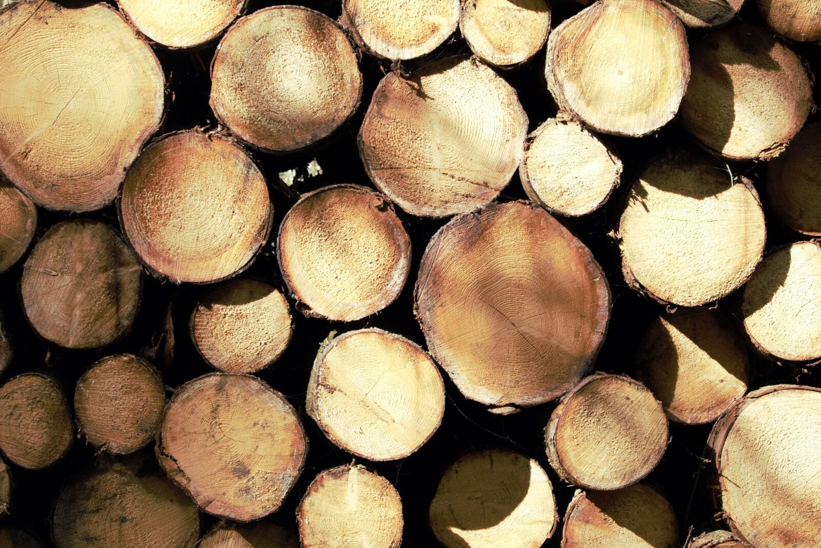 Canon EOS 700D (EOS Rebel T5i / EOS Kiss X7i) sample photo. Wood, log, tree photography