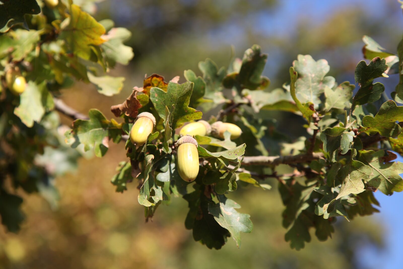 Canon EOS 5D Mark II sample photo. Oak, acorns, fall photography