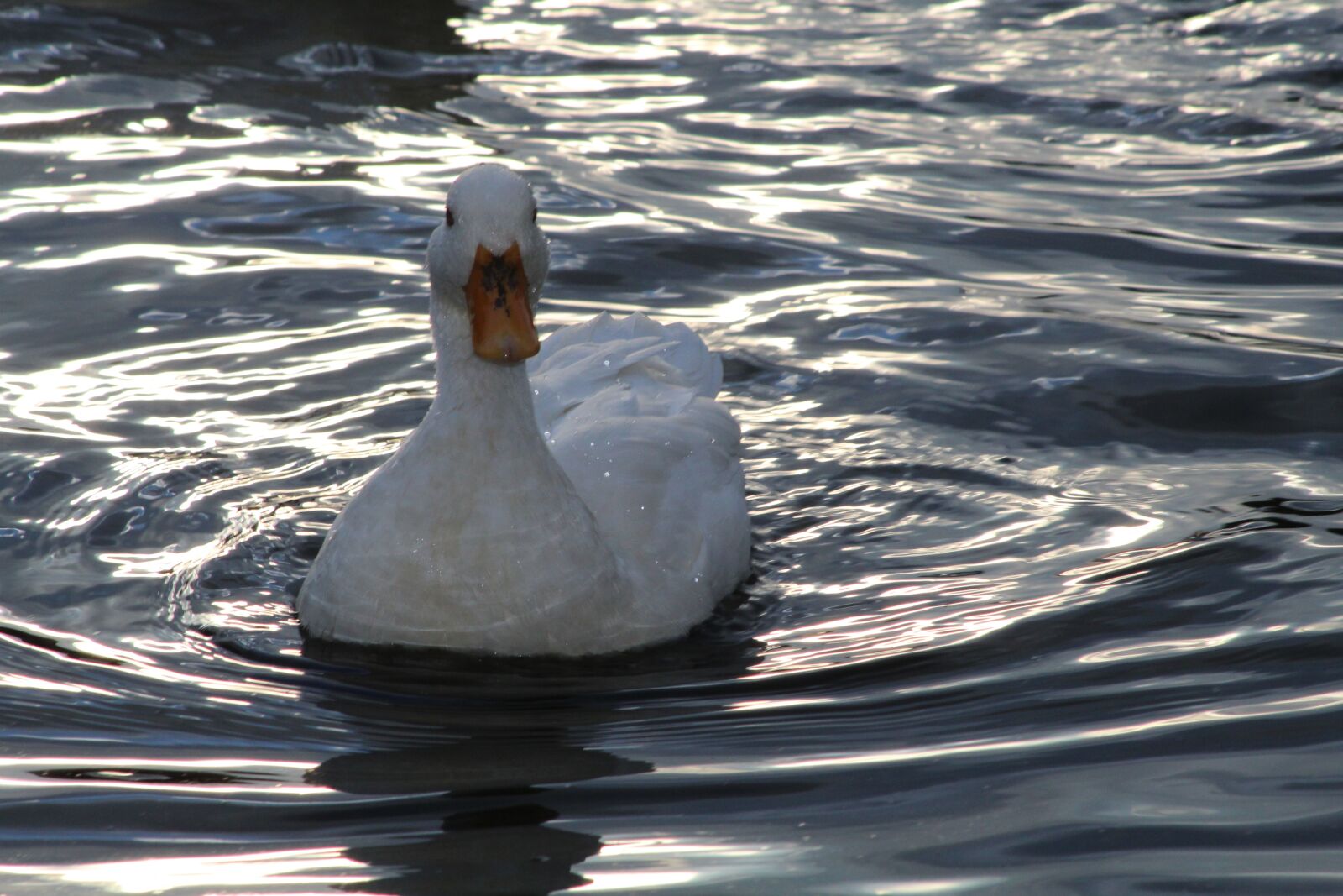Canon EOS 1300D (EOS Rebel T6 / EOS Kiss X80) sample photo. Water, bird, lake photography