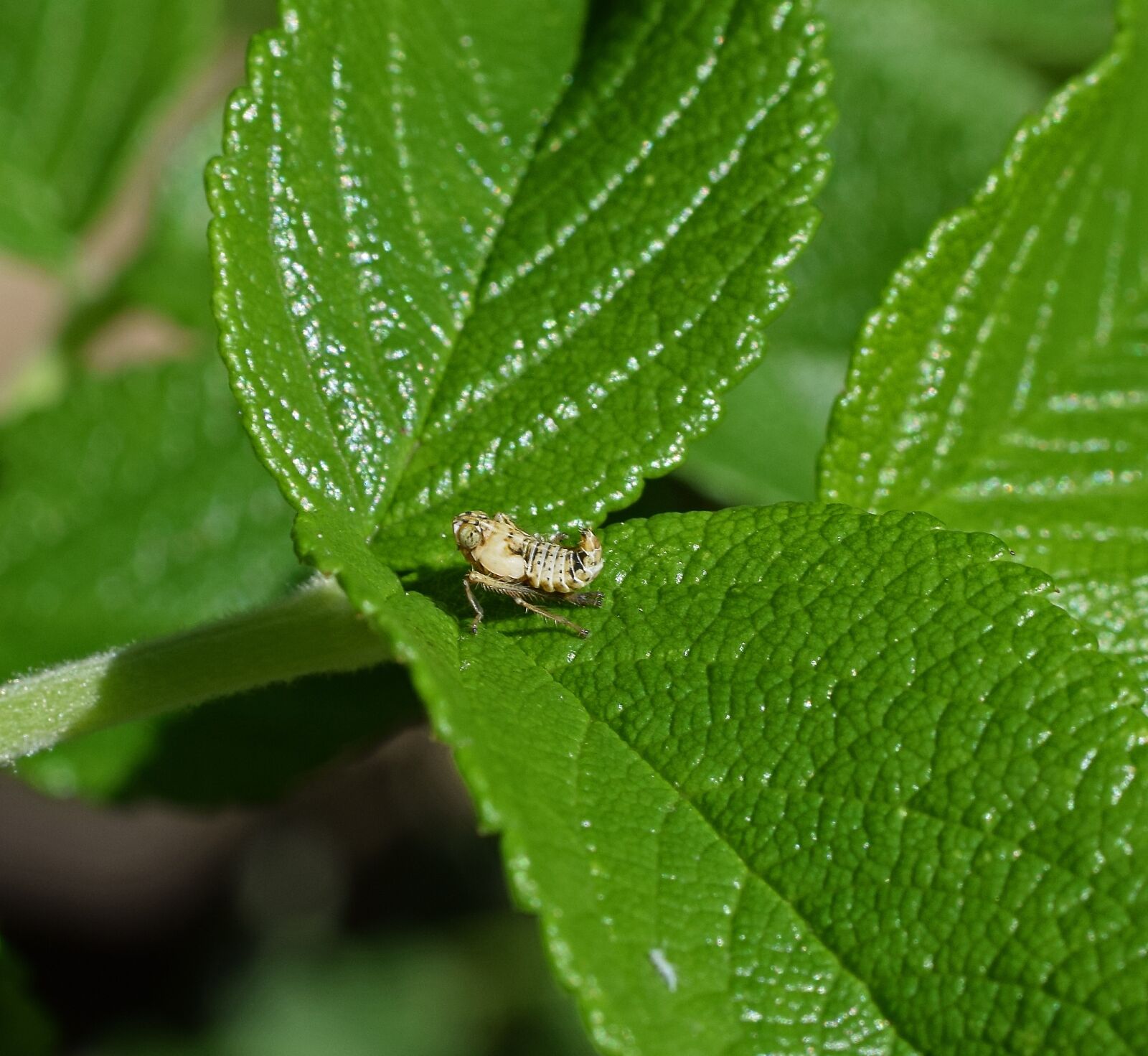 Nikon D3300 sample photo. Grasshopper nymph, insect, nymph photography