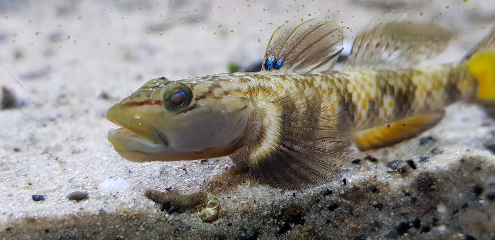 Samsung Galaxy S8+ sample photo. Rhnogobius, fish, aquarium photography