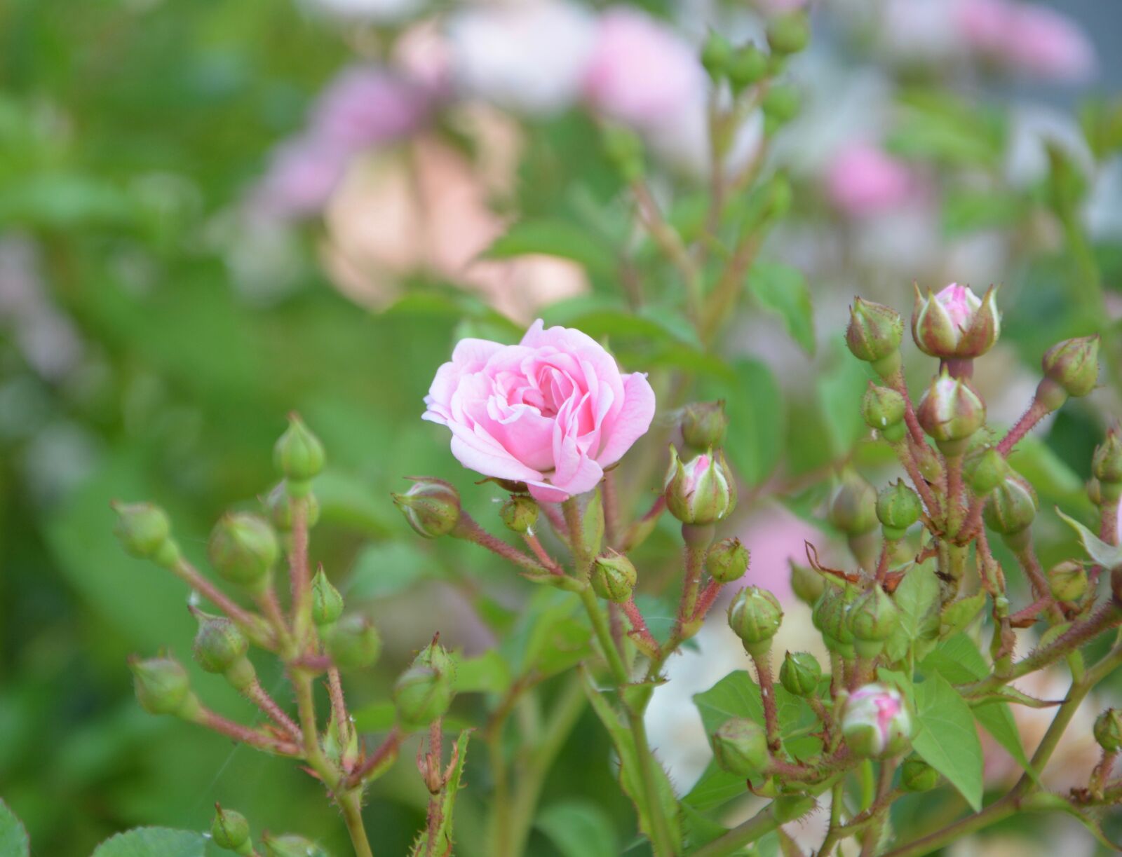 Nikon D5200 sample photo. Pink, rosebuds, color pink photography