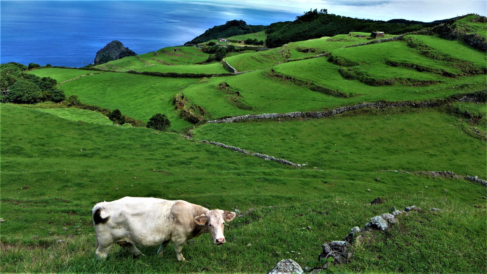 Leica D-Lux 6 sample photo. Azores, cow, portugal photography