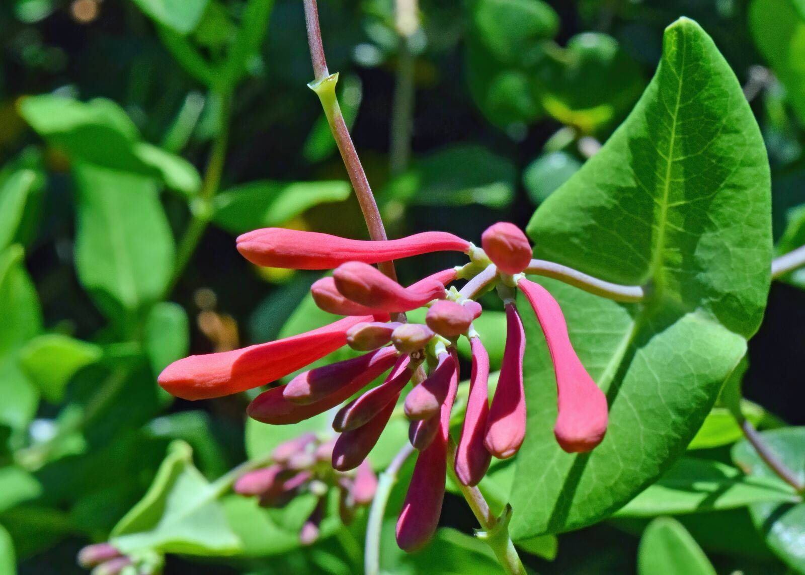 Nikon D3300 sample photo. Pink, flower, buds photography