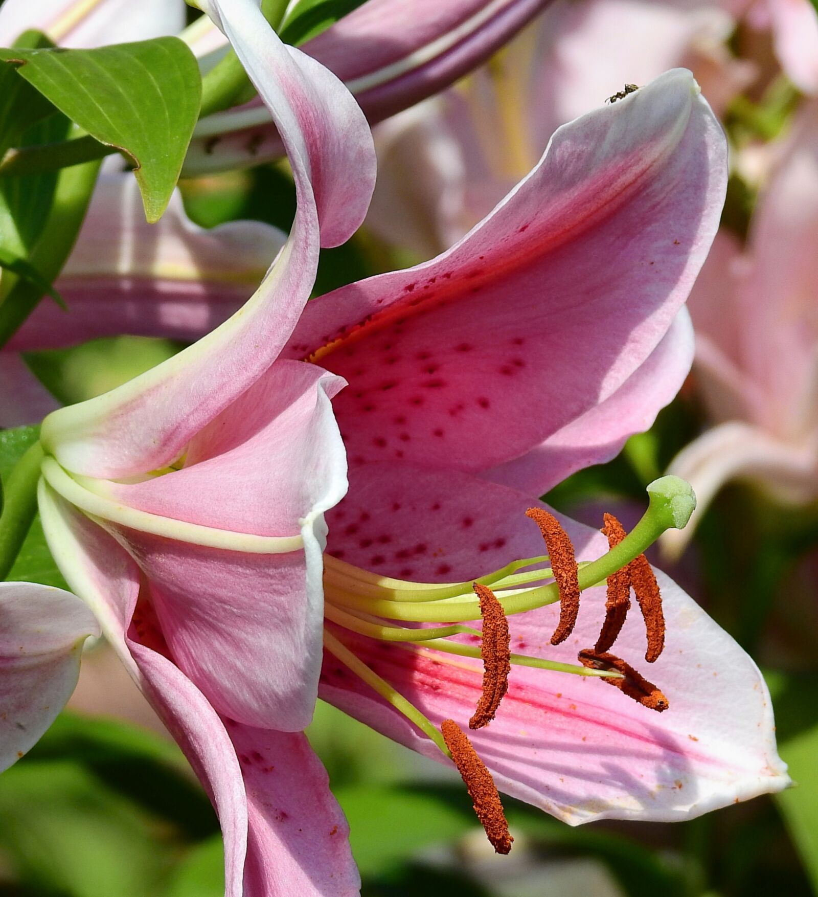Nikon Coolpix P900 sample photo. Flower, stamens, macro photography