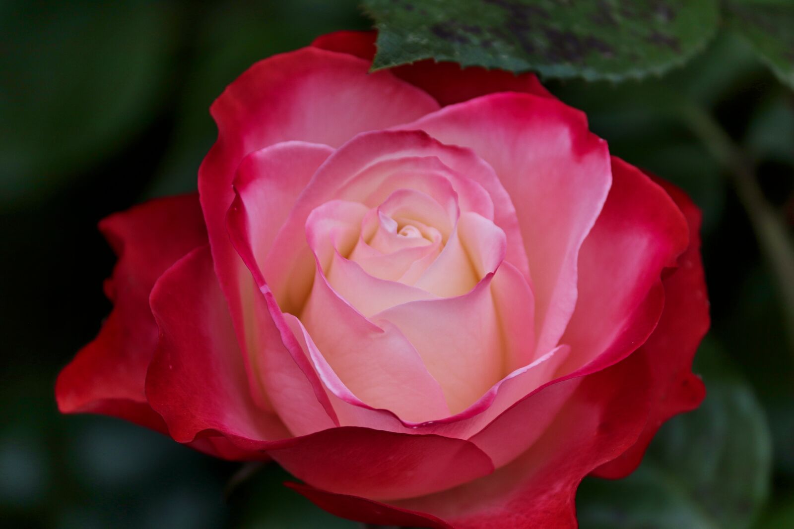Canon EOS 200D (EOS Rebel SL2 / EOS Kiss X9) sample photo. Rose, pink, filled photography
