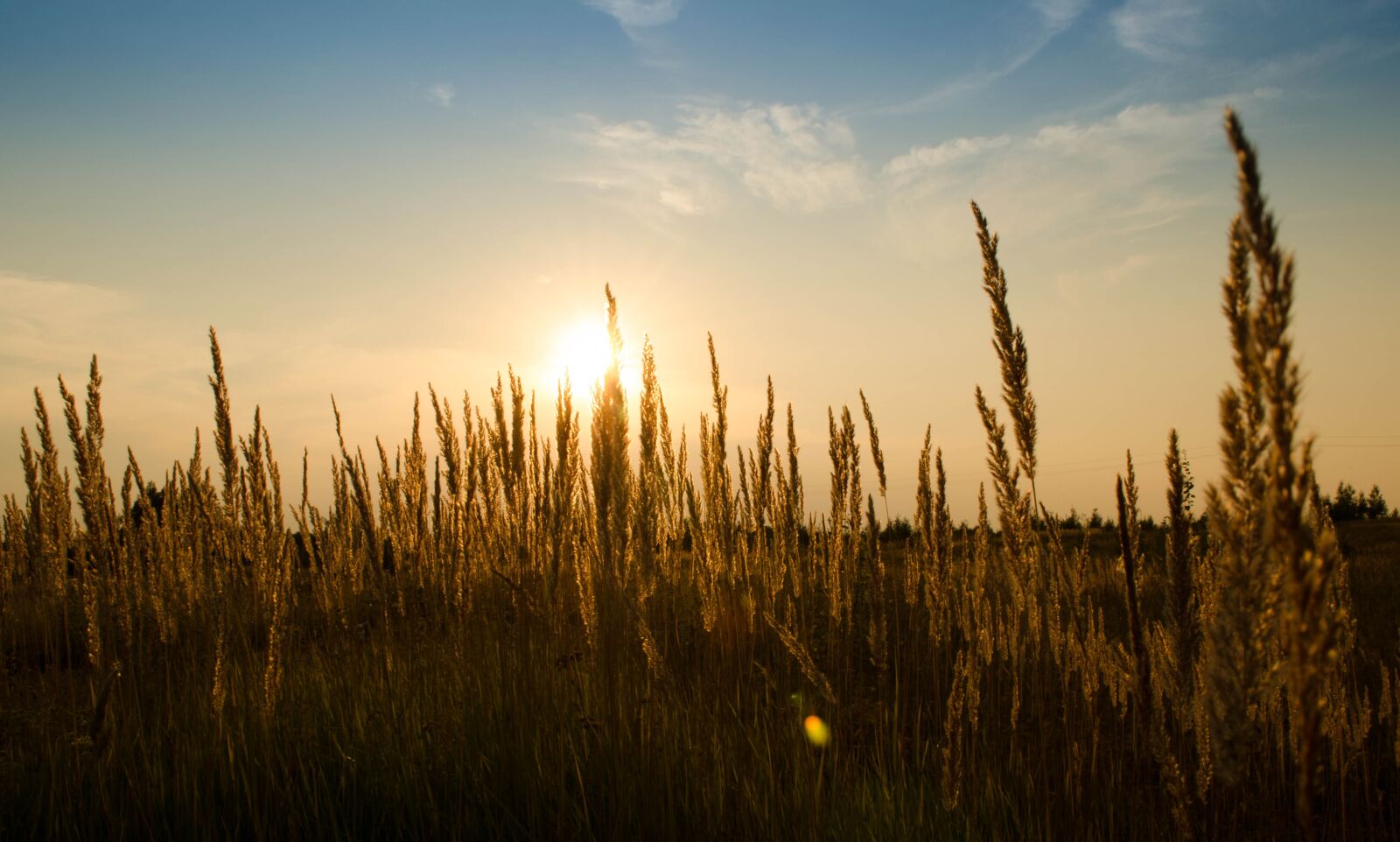 Nikon D5100 sample photo. Wheat, field, outdoors photography