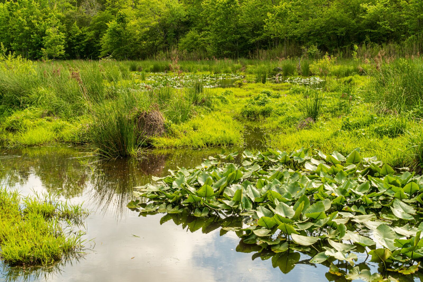 Sony E PZ 18-105mm F4 G OSS sample photo. Wetlands, wetland protection, wetland photography