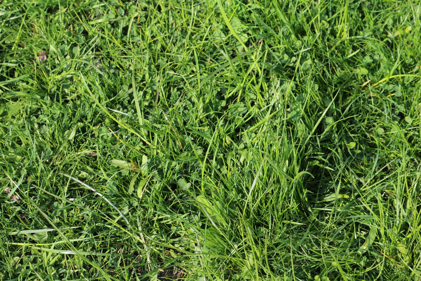 Canon EOS 750D (EOS Rebel T6i / EOS Kiss X8i) sample photo. Landscape format, rush, grass photography