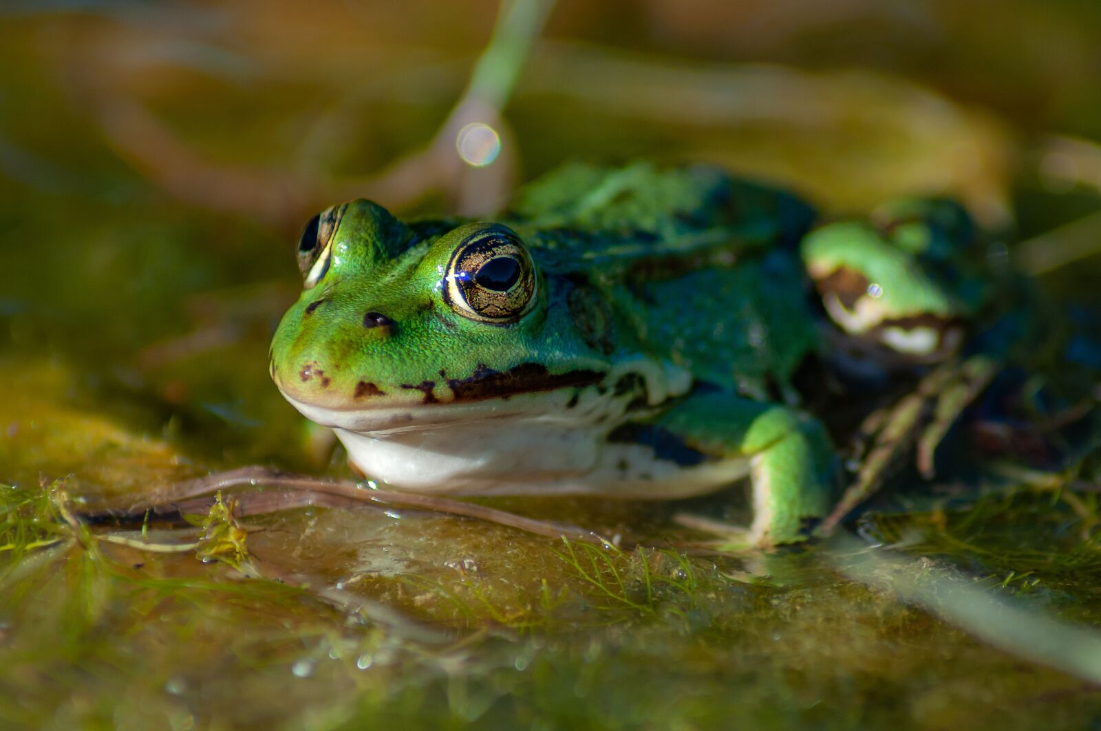 Nikon D5000 sample photo. Frog, water, pond photography