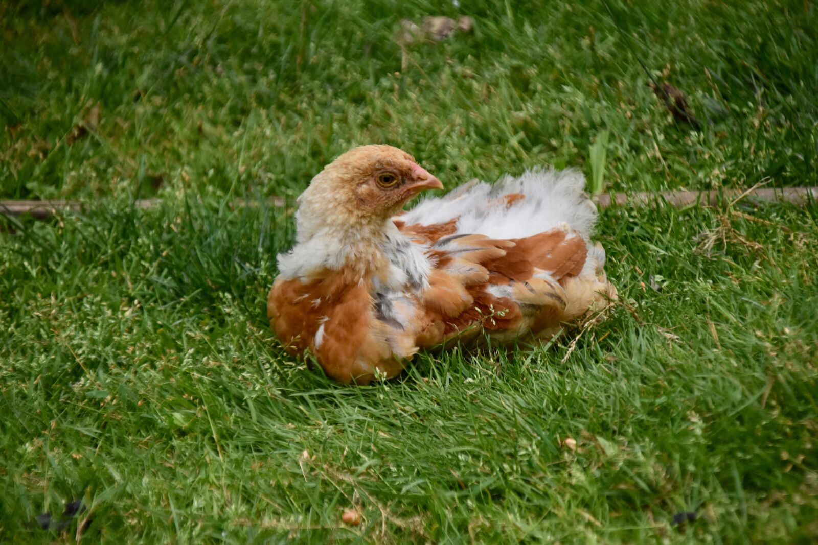 Nikon D5600 sample photo. Hen, chick, poultry photography