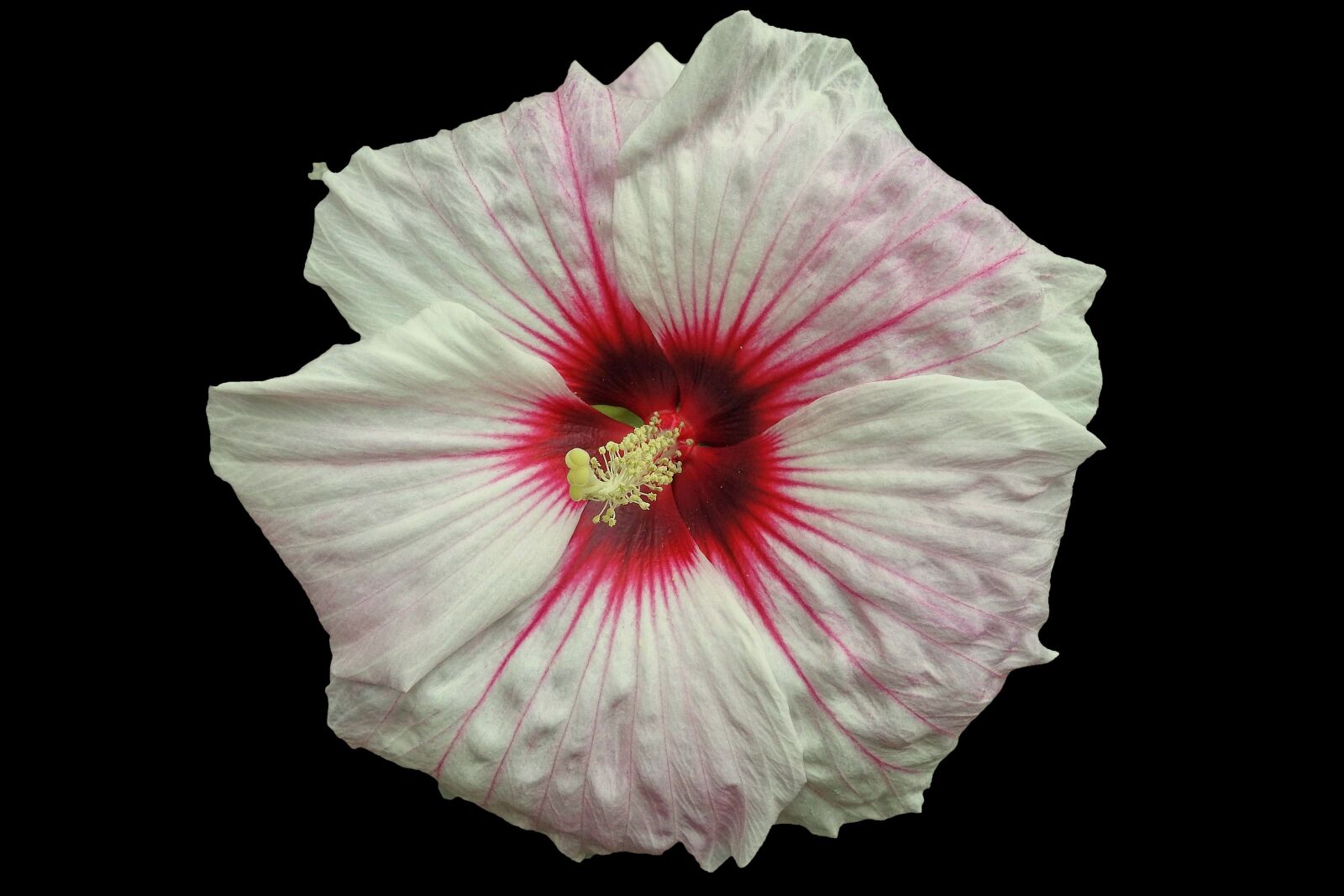 Nikon Coolpix P900 sample photo. Giant hibiscus, hibiscus, blossom photography