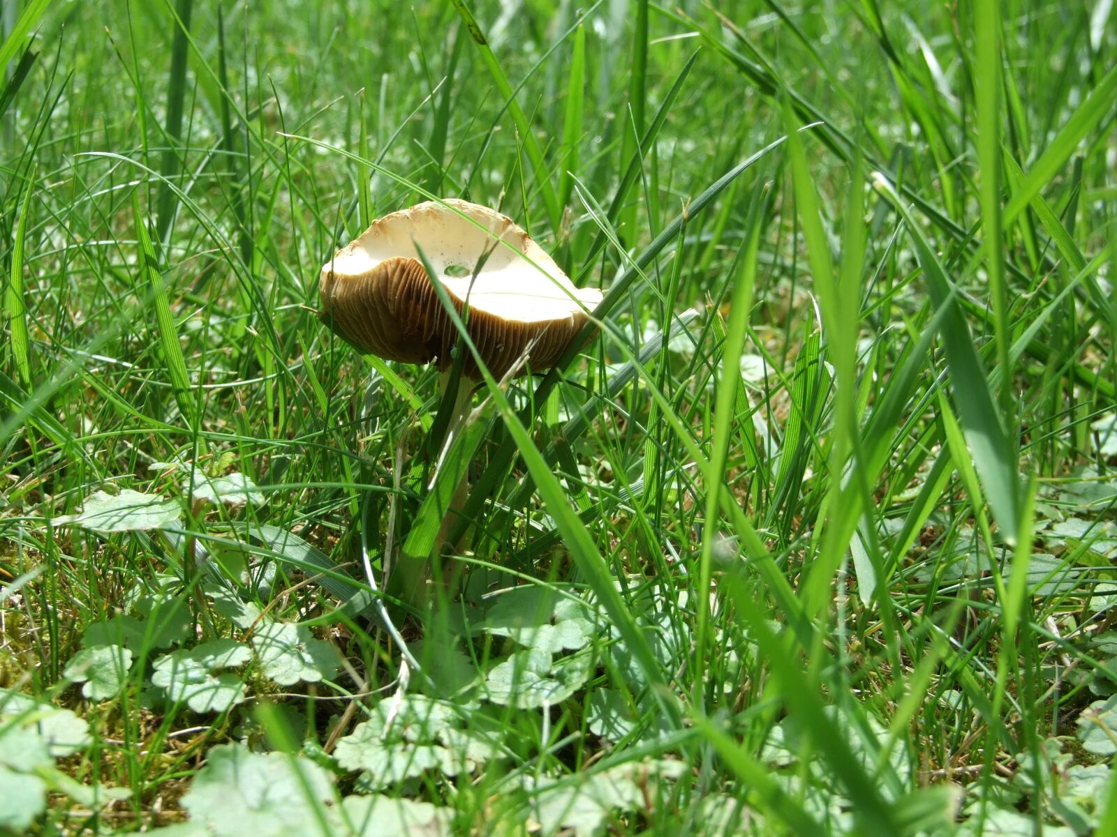 Fujifilm FinePix S6500fd sample photo. Mushroom, grass, plant photography