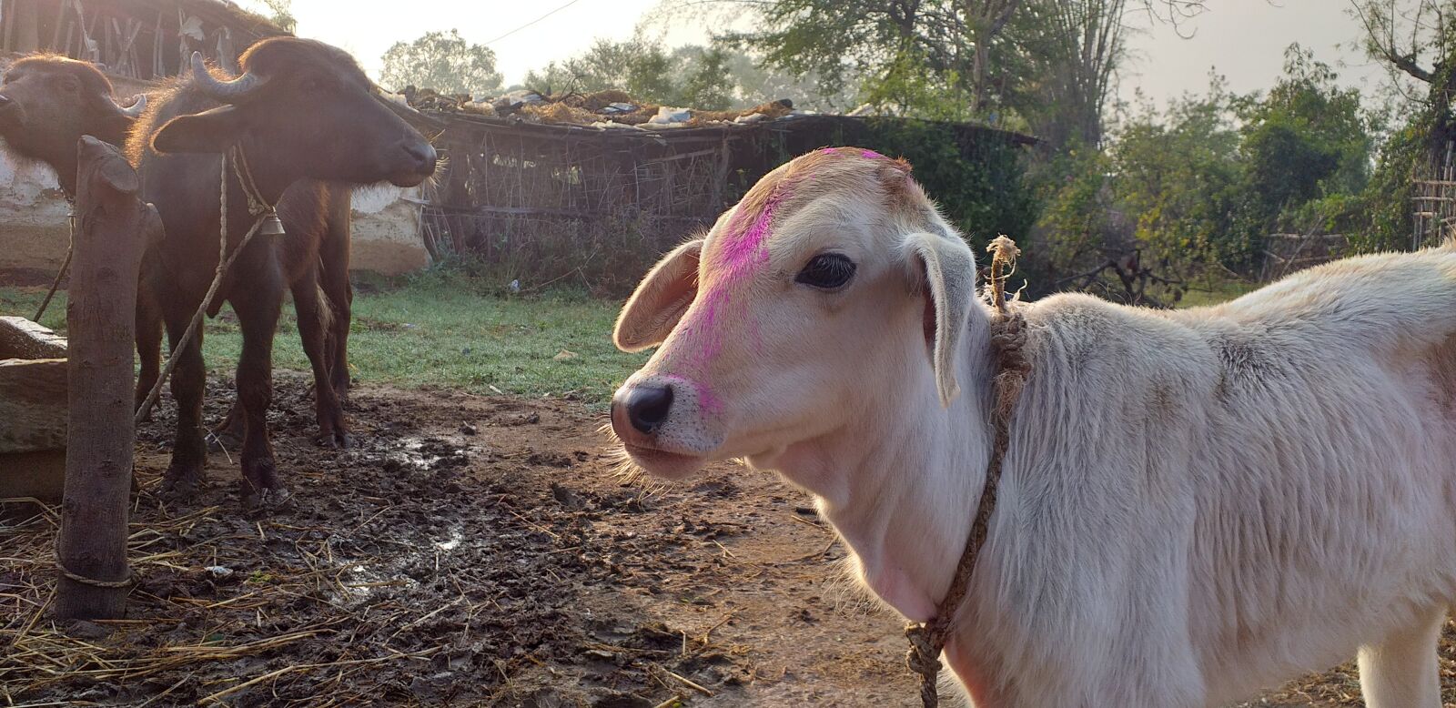 Samsung Galaxy J6+ sample photo. White, calf, cow photography