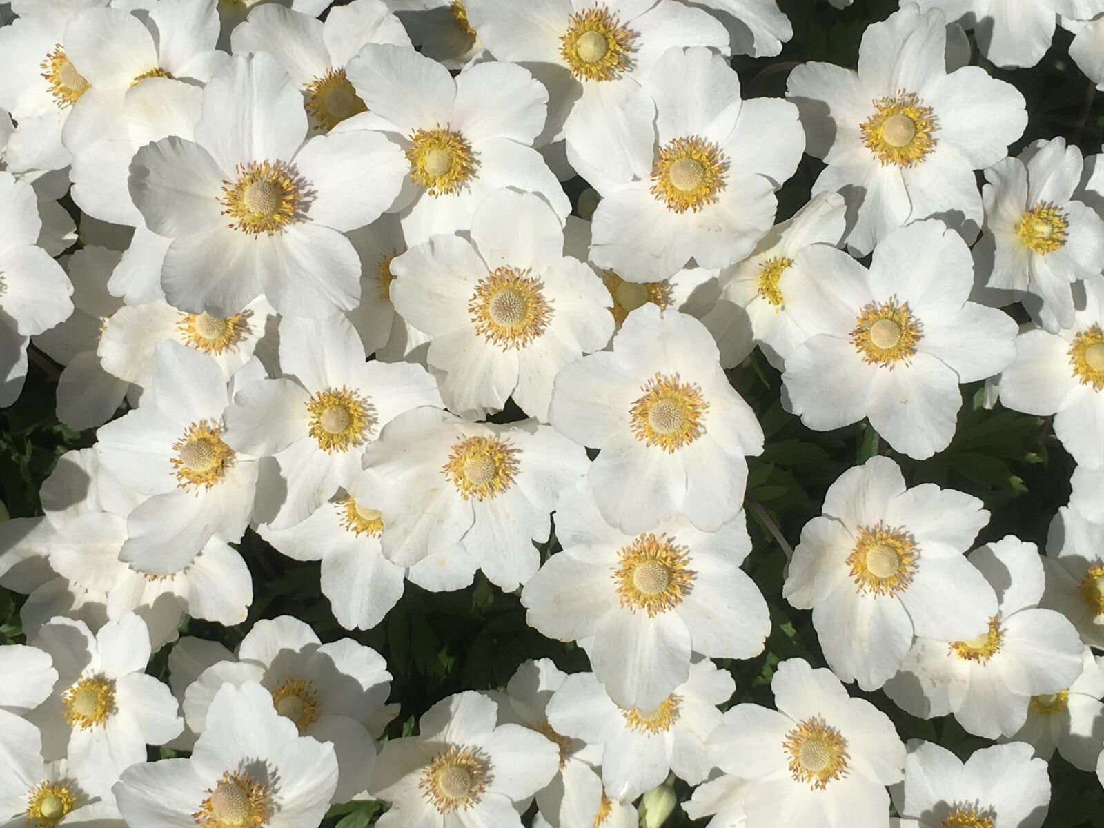 Apple iPhone SE sample photo. White flowers, garden, bloom photography