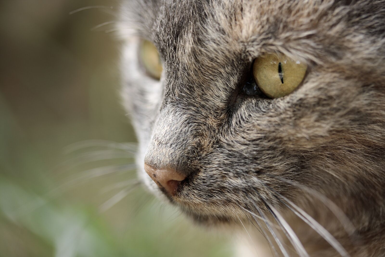 Canon EOS 40D sample photo. Cat eye, overview, animal photography