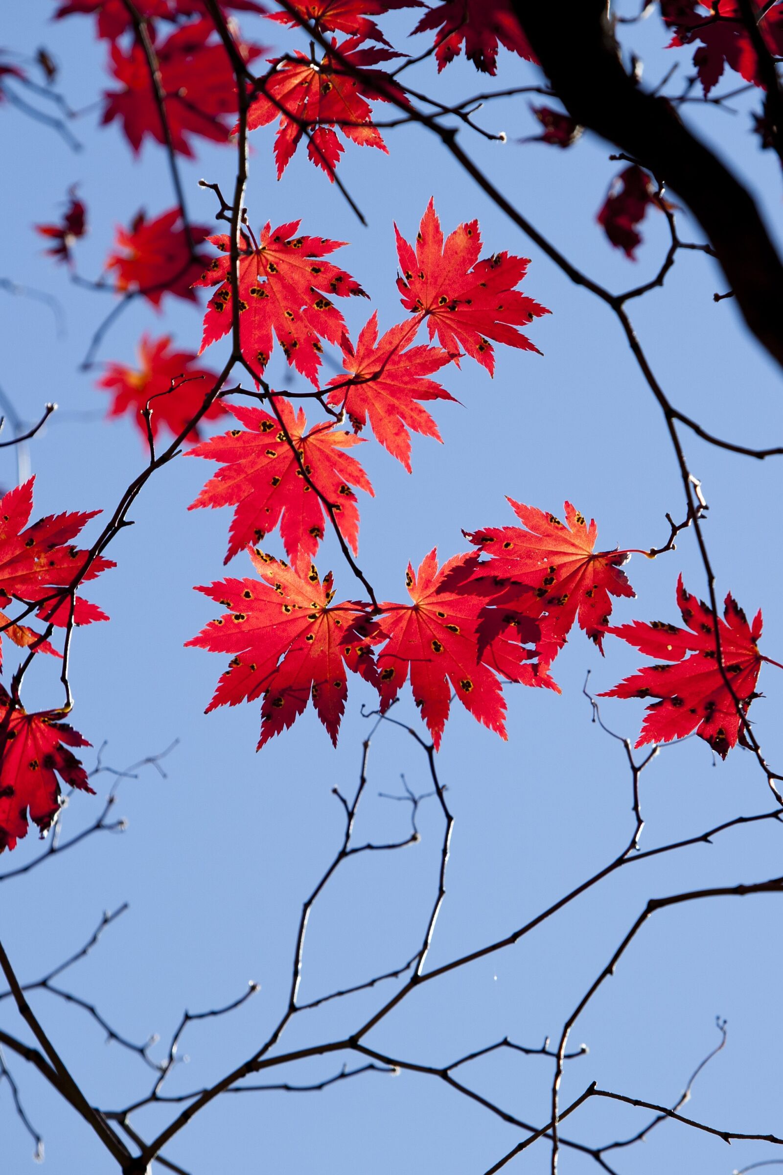 Canon EOS 5D sample photo. Autumn leaves, autumn, red photography
