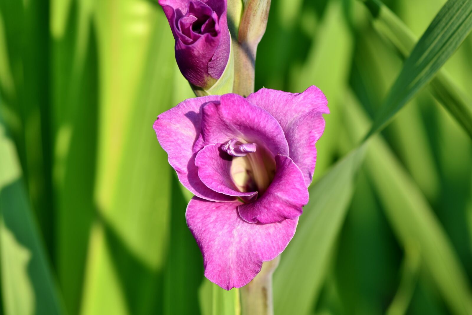 Nikon D7200 sample photo. Gladiolus, gladidus, butterfly greenhouse photography