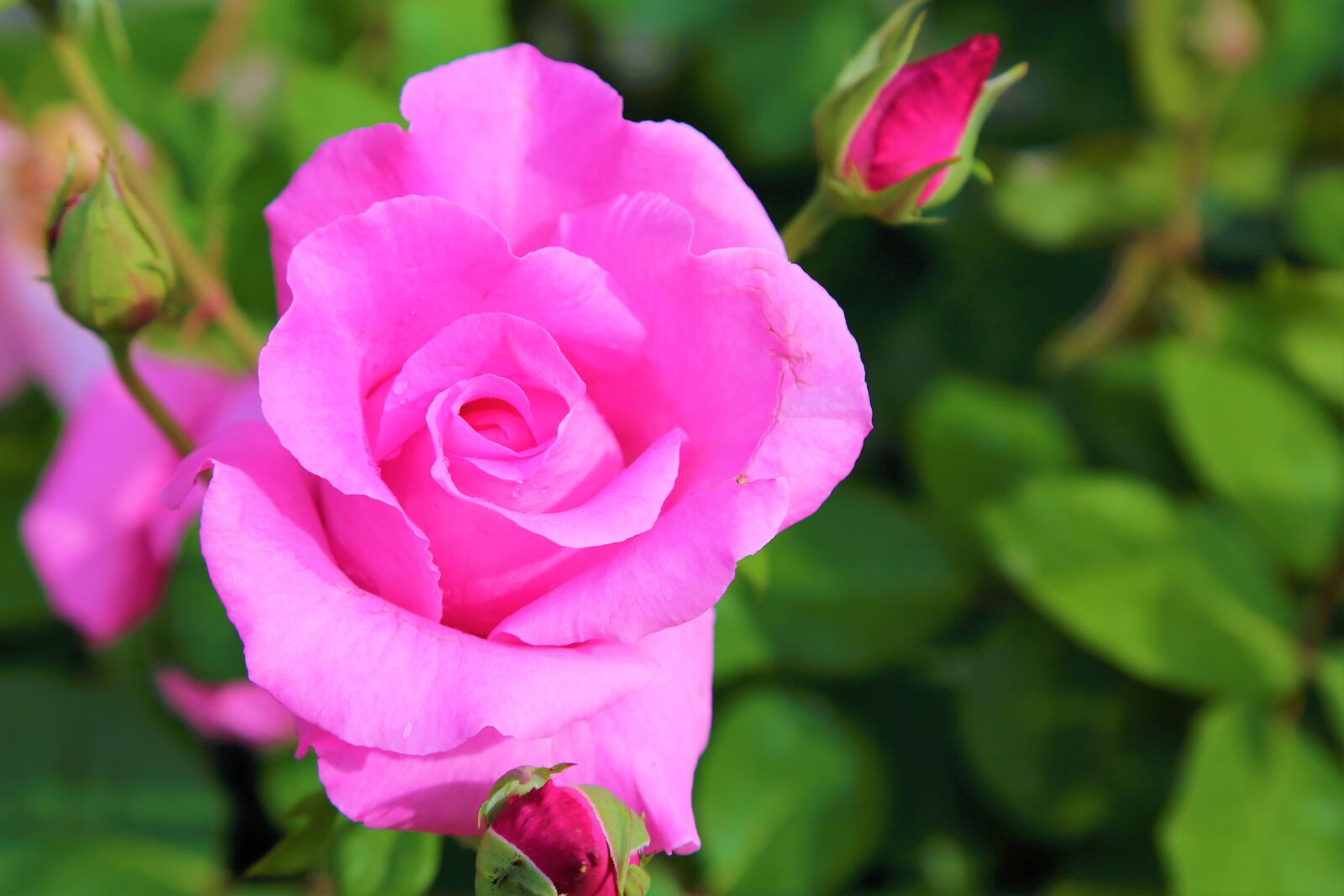 Canon EOS 5D Mark III sample photo. Rose, spring, flower photography