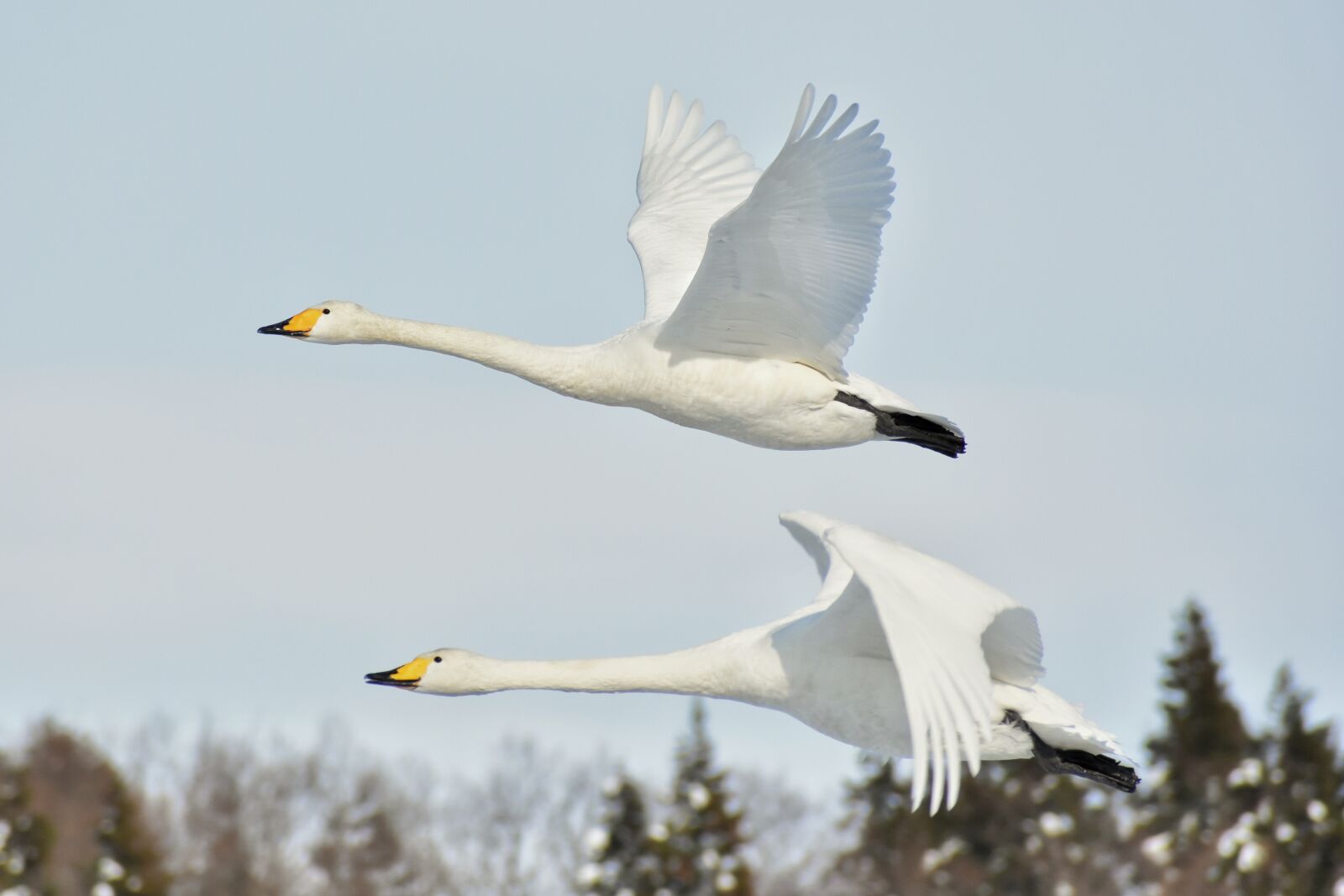 Nikon D7200 sample photo. Animal, sky, bird photography