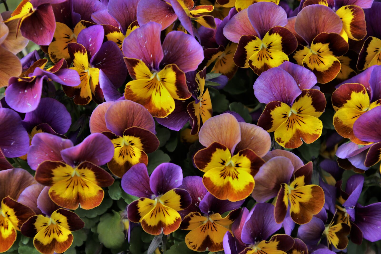 Canon EOS 80D sample photo. Colorful, spring, garden photography