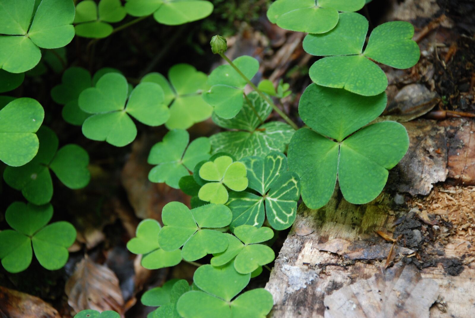 Nikon D80 sample photo. Klee, white clover, holy photography