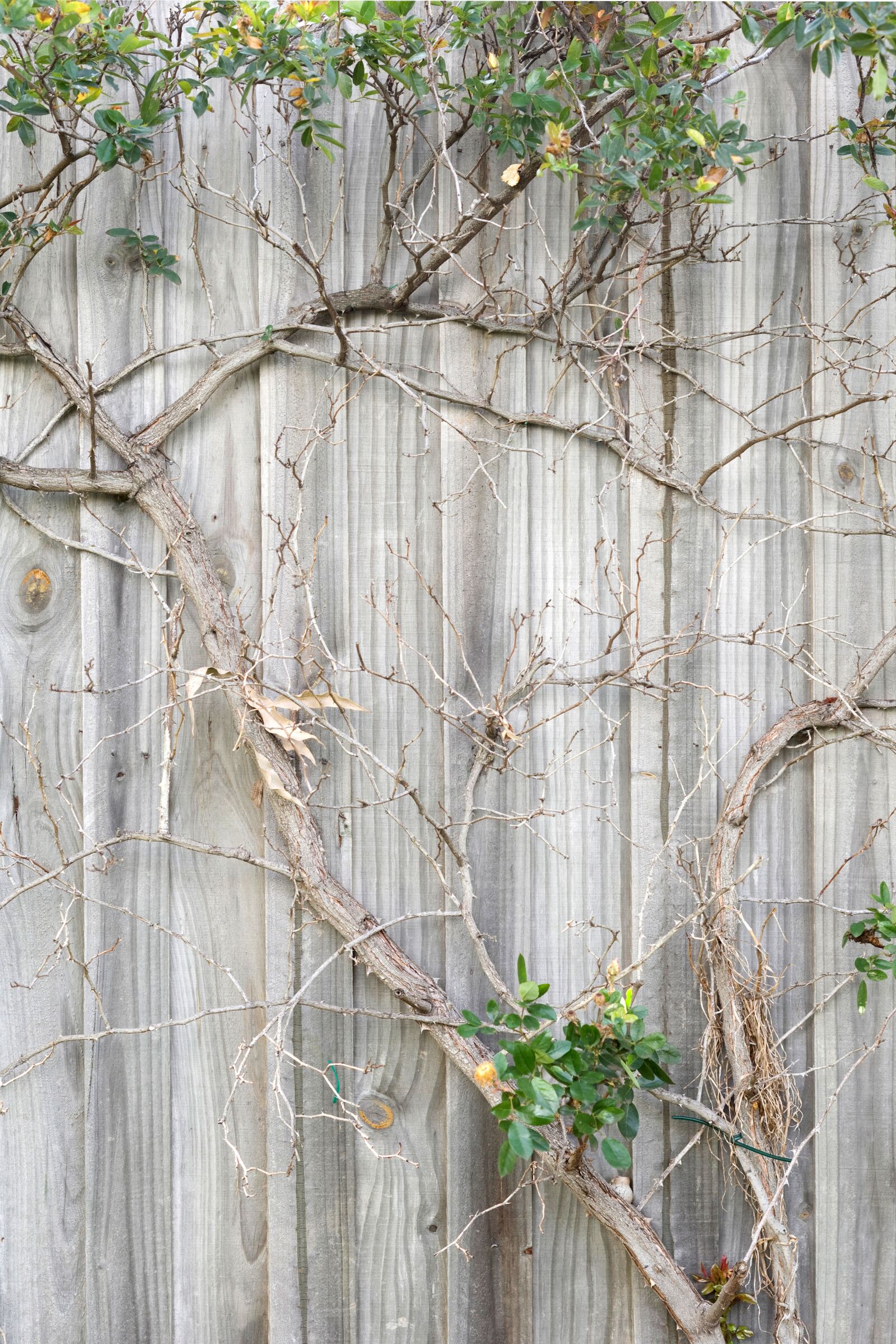 Canon EOS 7D sample photo. Fence, wall plant, branch photography