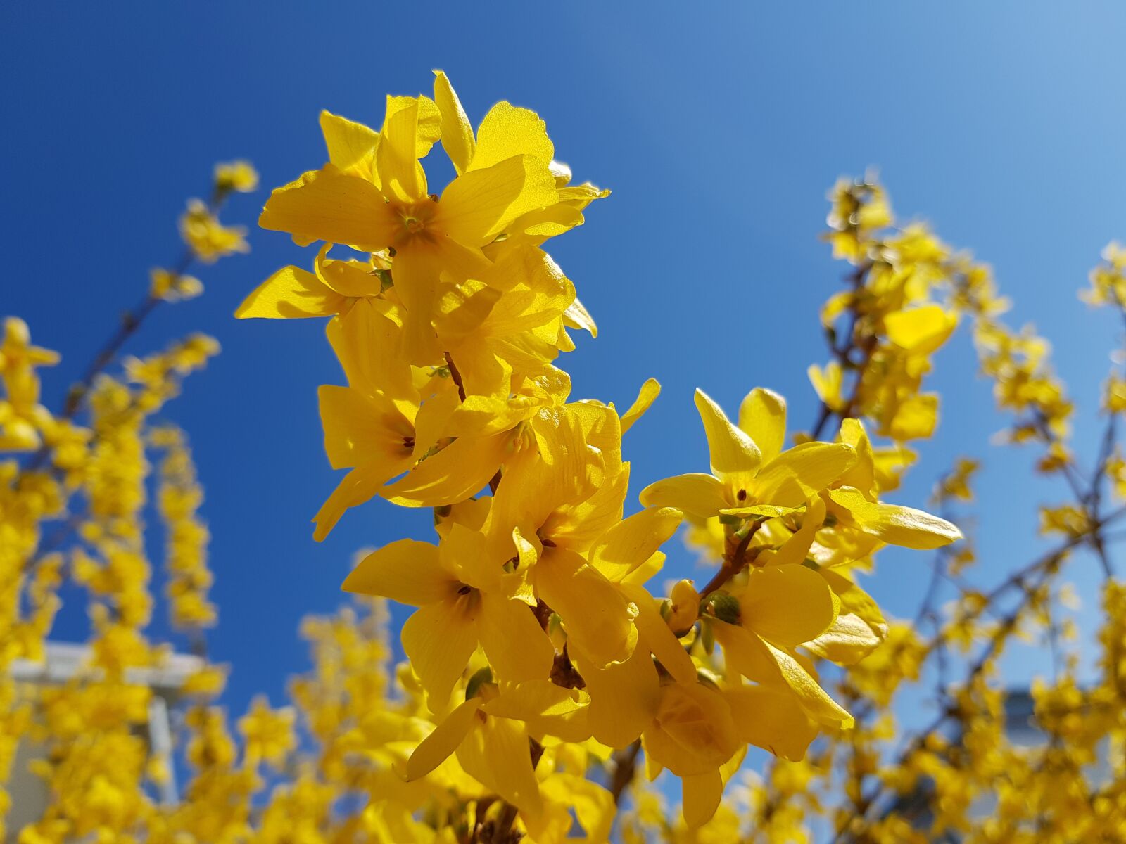 Samsung Galaxy S8 sample photo. Spring, yellow, forsythia photography