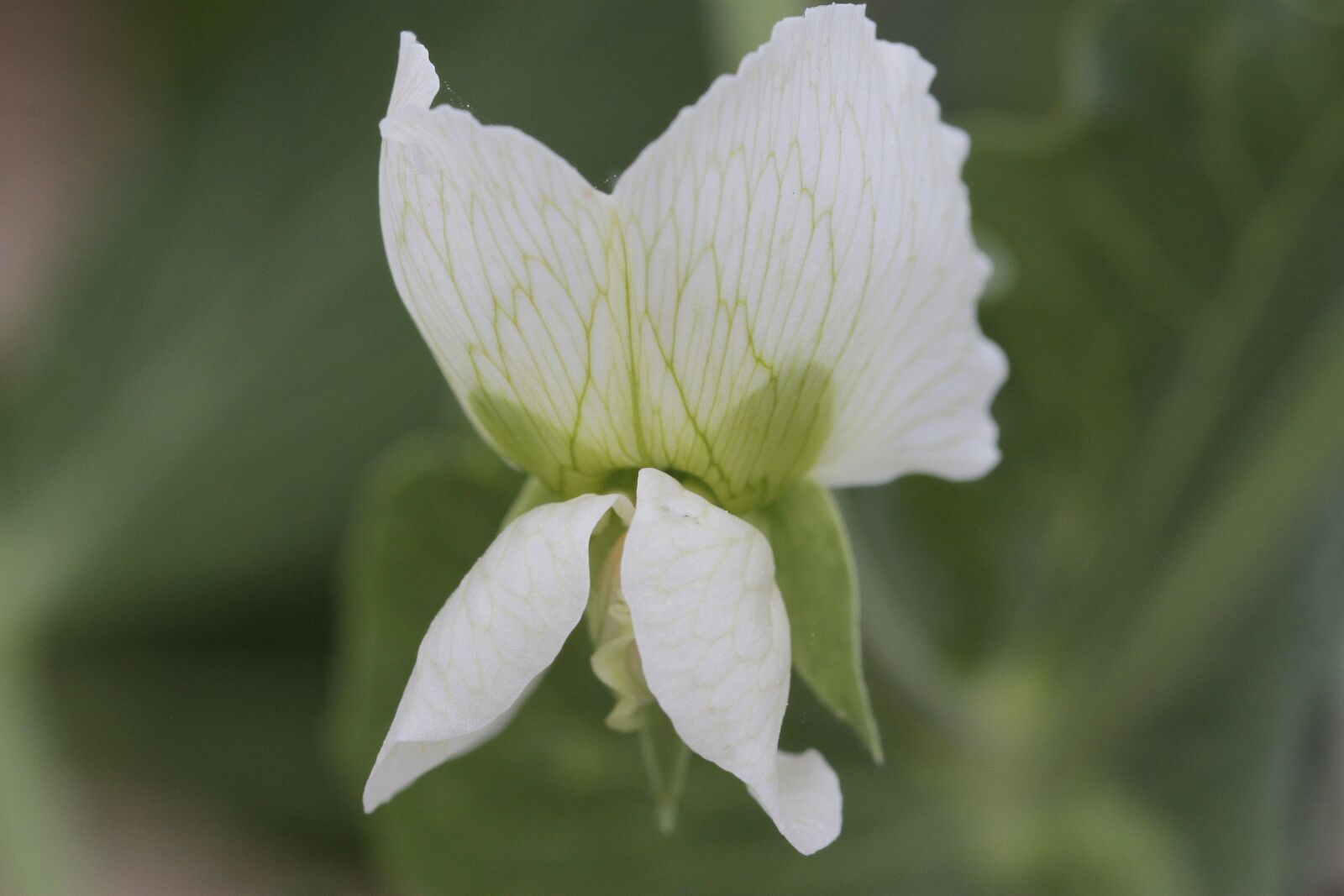 Canon EOS 500D (EOS Rebel T1i / EOS Kiss X3) sample photo. Flower, nature, plant photography