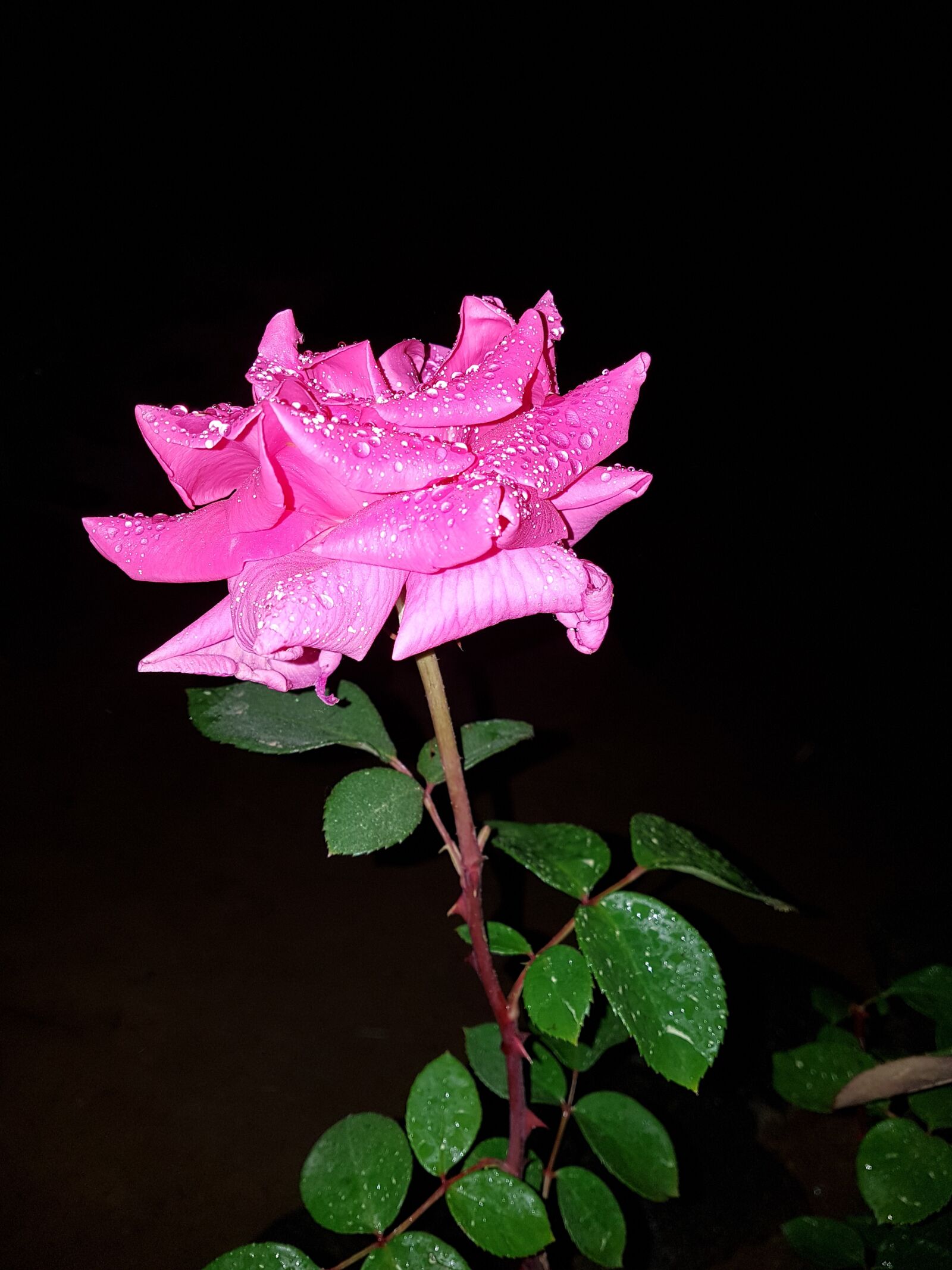 Samsung Galaxy S7 Edge sample photo. Rose, pink roses, cluster photography