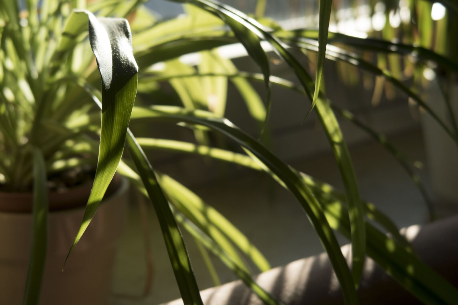Canon PowerShot G7 X Mark II sample photo. Plant, houseplant, green photography