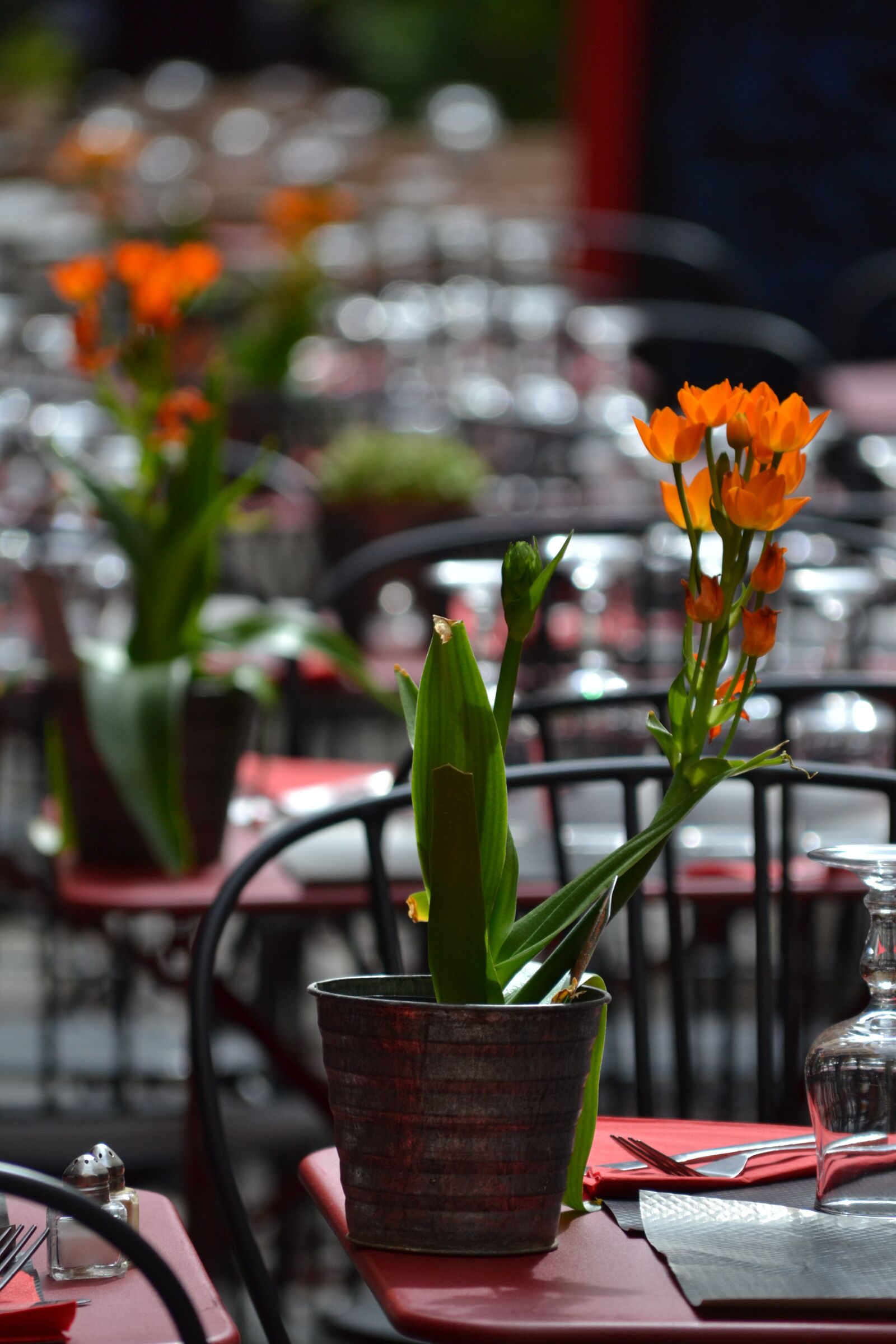 Nikon D3100 sample photo. Flowers, terrace, city photography