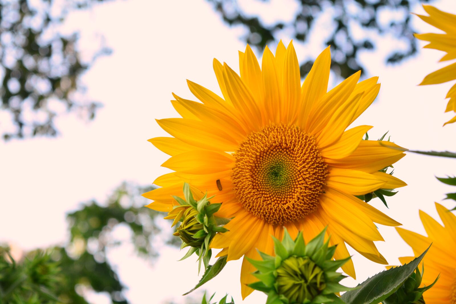 Nikon D5200 sample photo. Sun flower, flower, petals photography