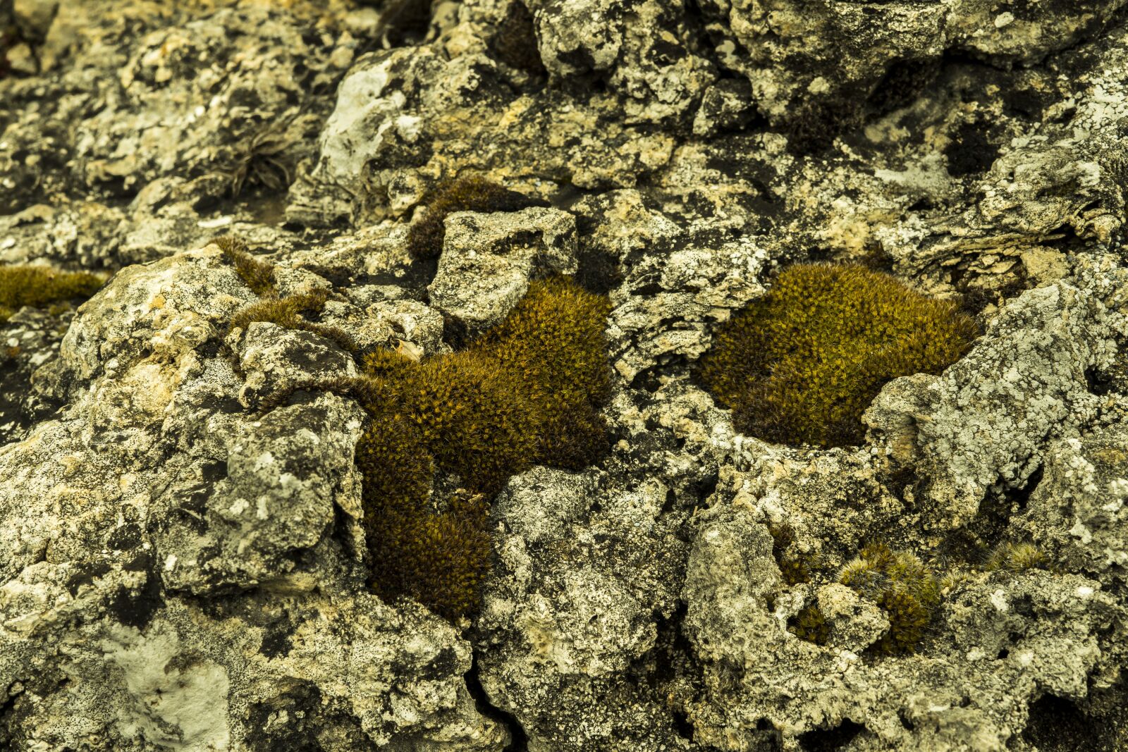 Sony a6300 + Sigma 30mm F2.8 EX DN sample photo. Rock, fouling, stone photography
