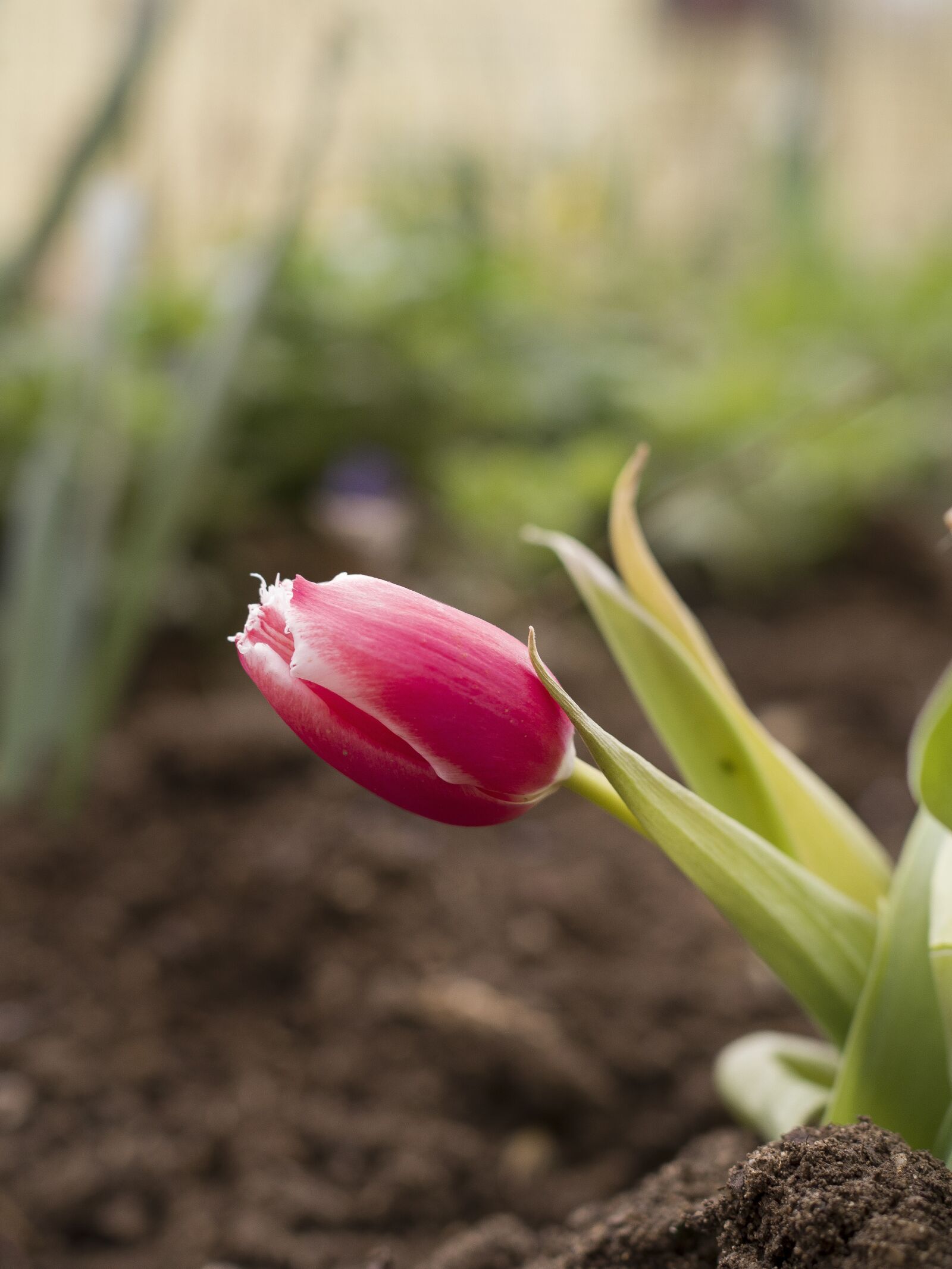 Olympus OM-D E-M10 II + Olympus M.Zuiko Digital 25mm F1.8 sample photo. Tulip, spring, tulips photography