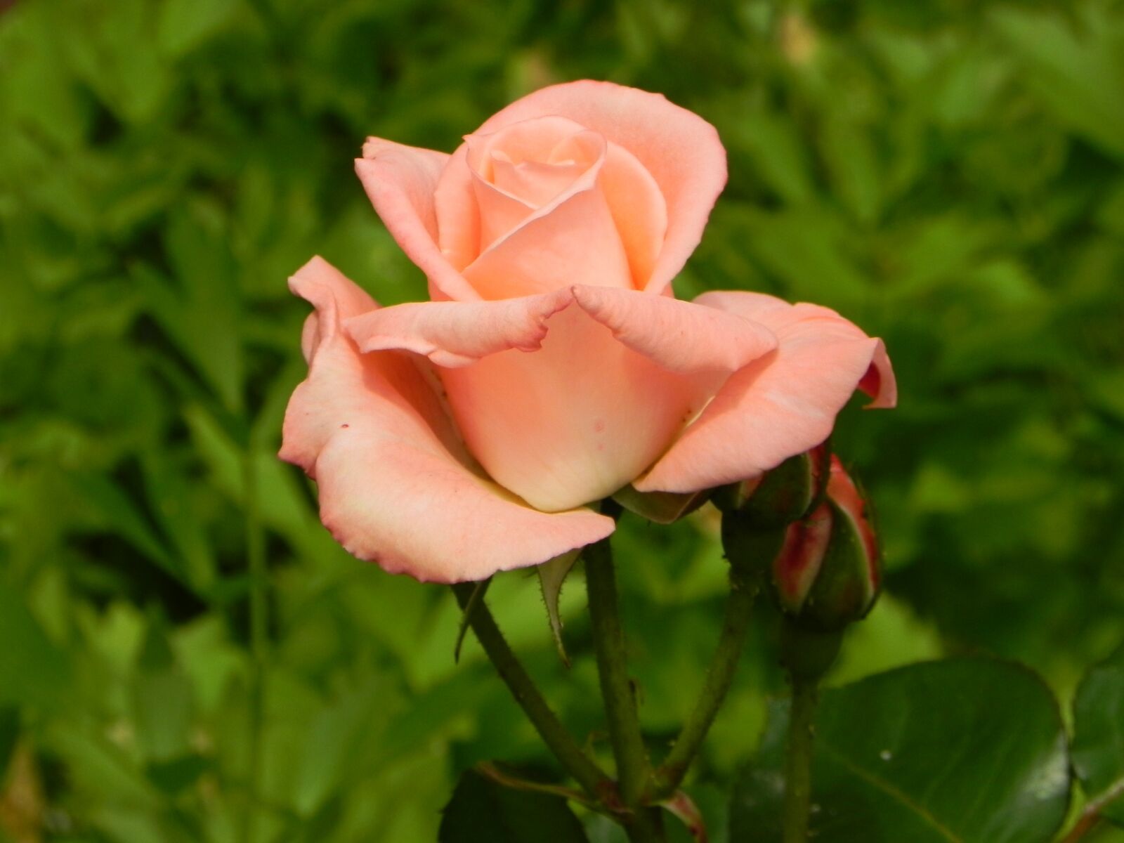 Nikon Coolpix P100 sample photo. Rose, pink, flower photography